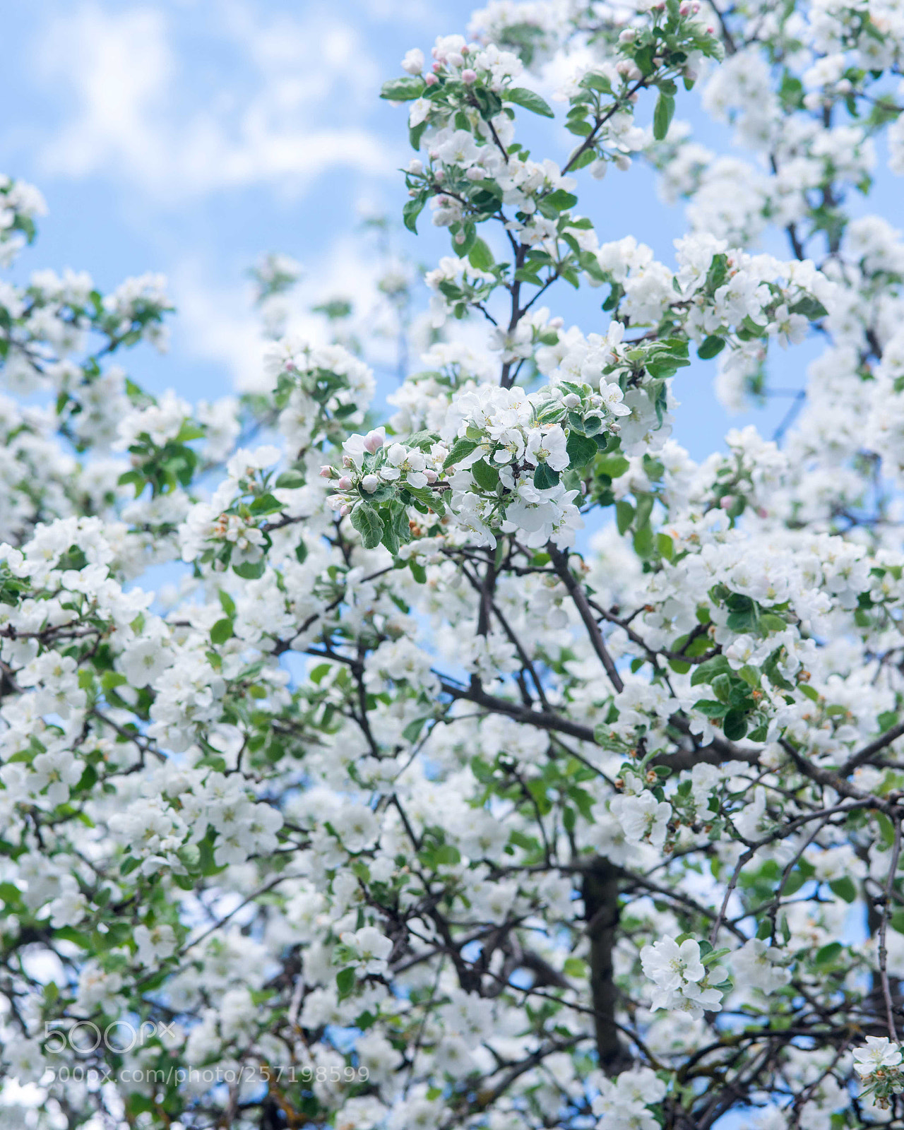 Nikon D600 sample photo. Blooming apple tree photography