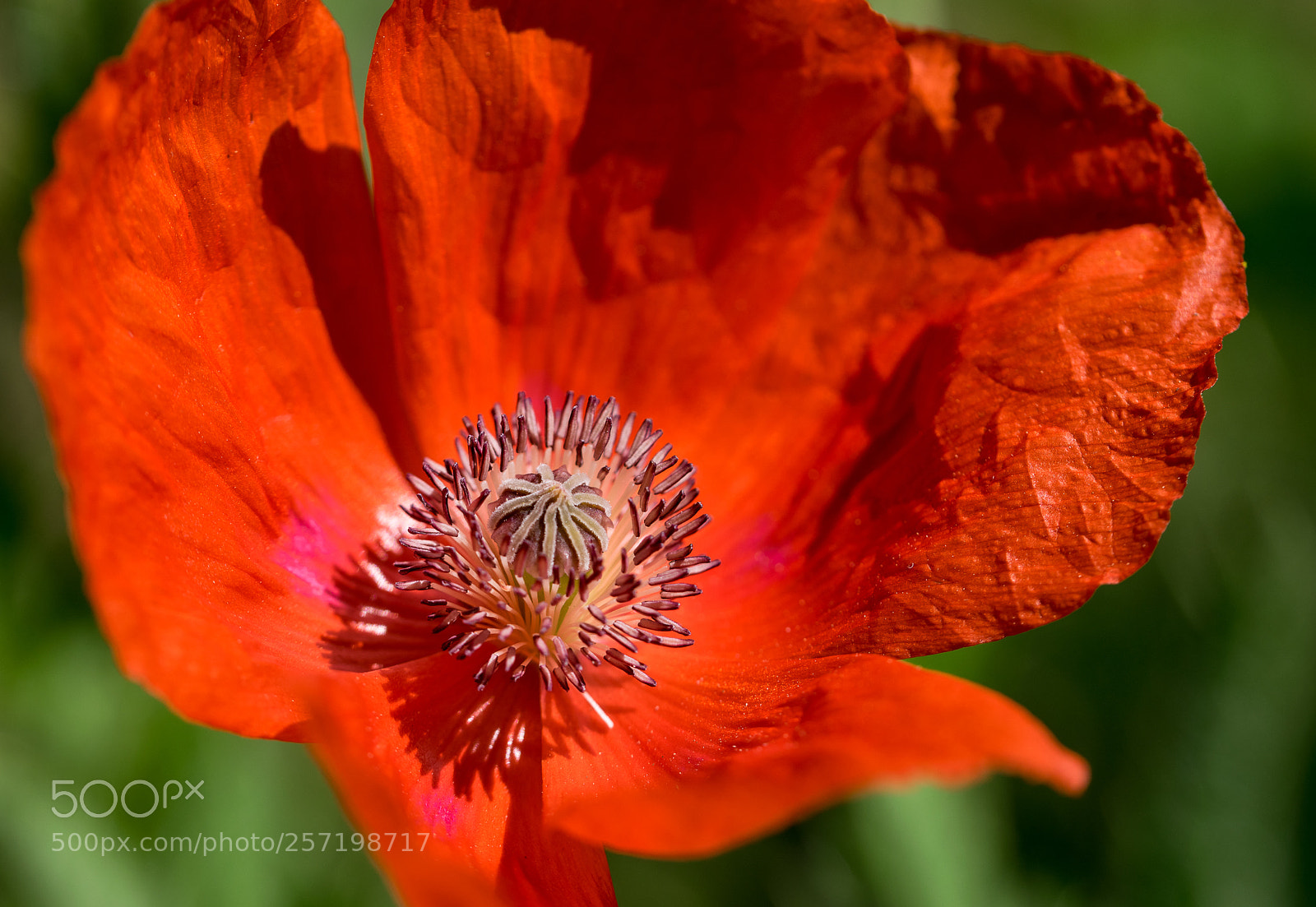 Nikon D3300 sample photo. Poppies photography
