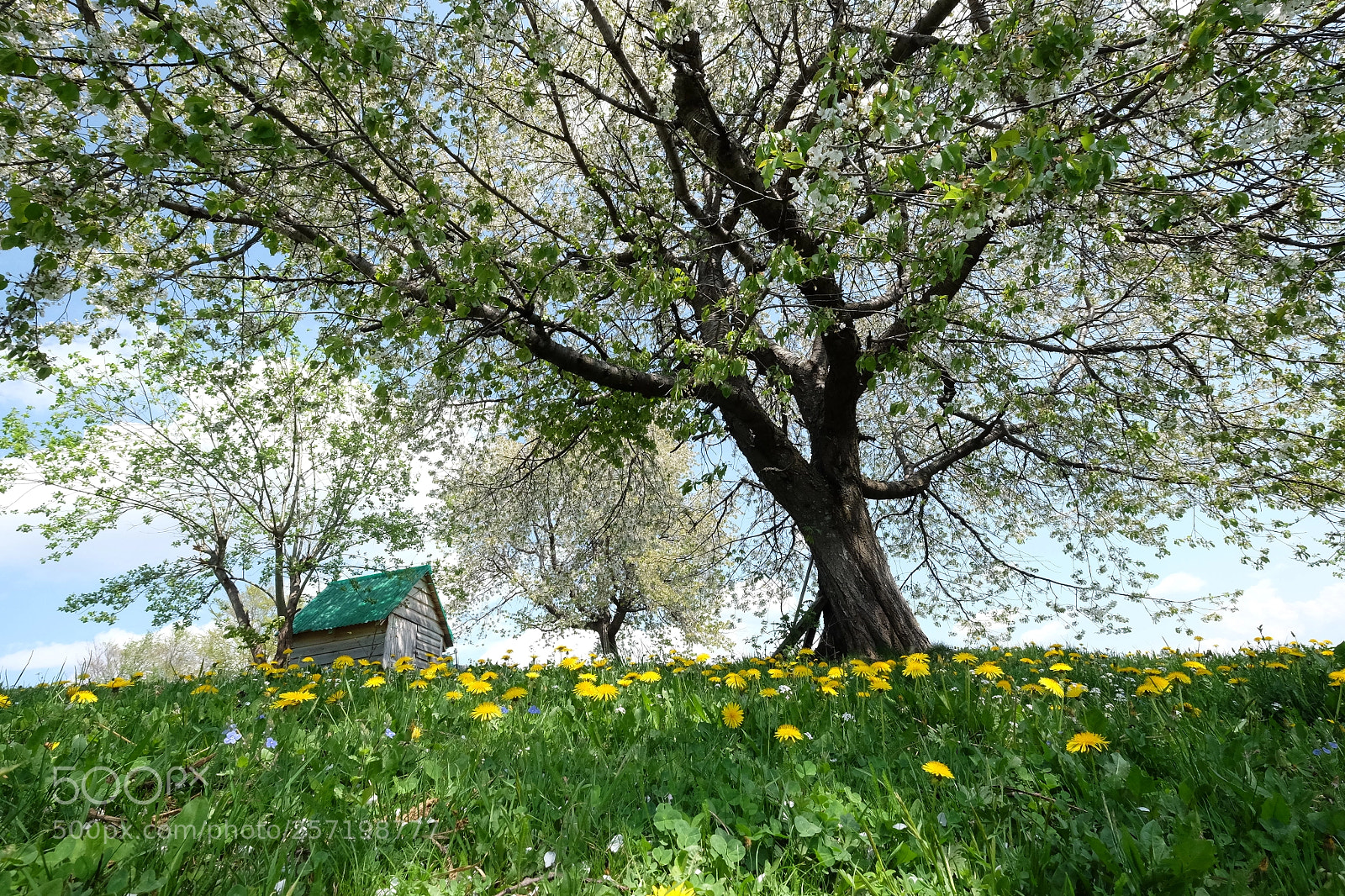 Fujifilm X-T1 sample photo. Spring mood photography