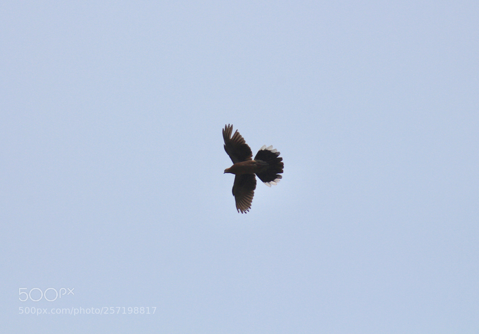 Canon EOS 700D (EOS Rebel T5i / EOS Kiss X7i) sample photo. Untitled photography