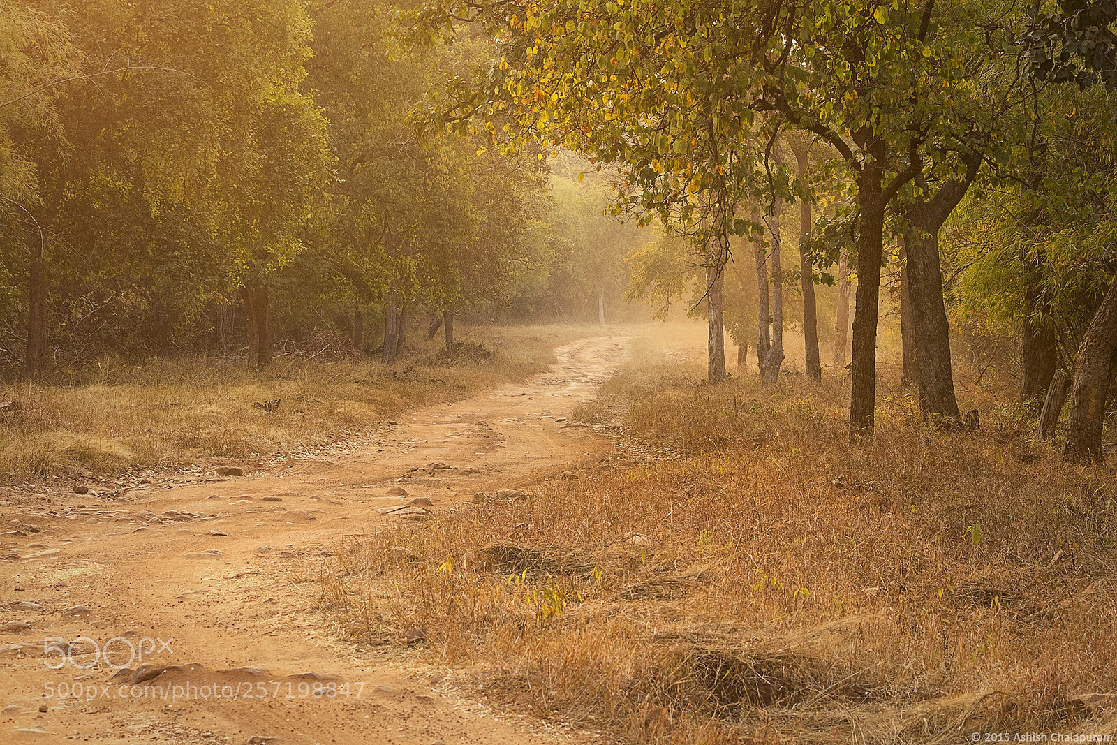 Canon EOS 7D sample photo. Trail through the forest photography