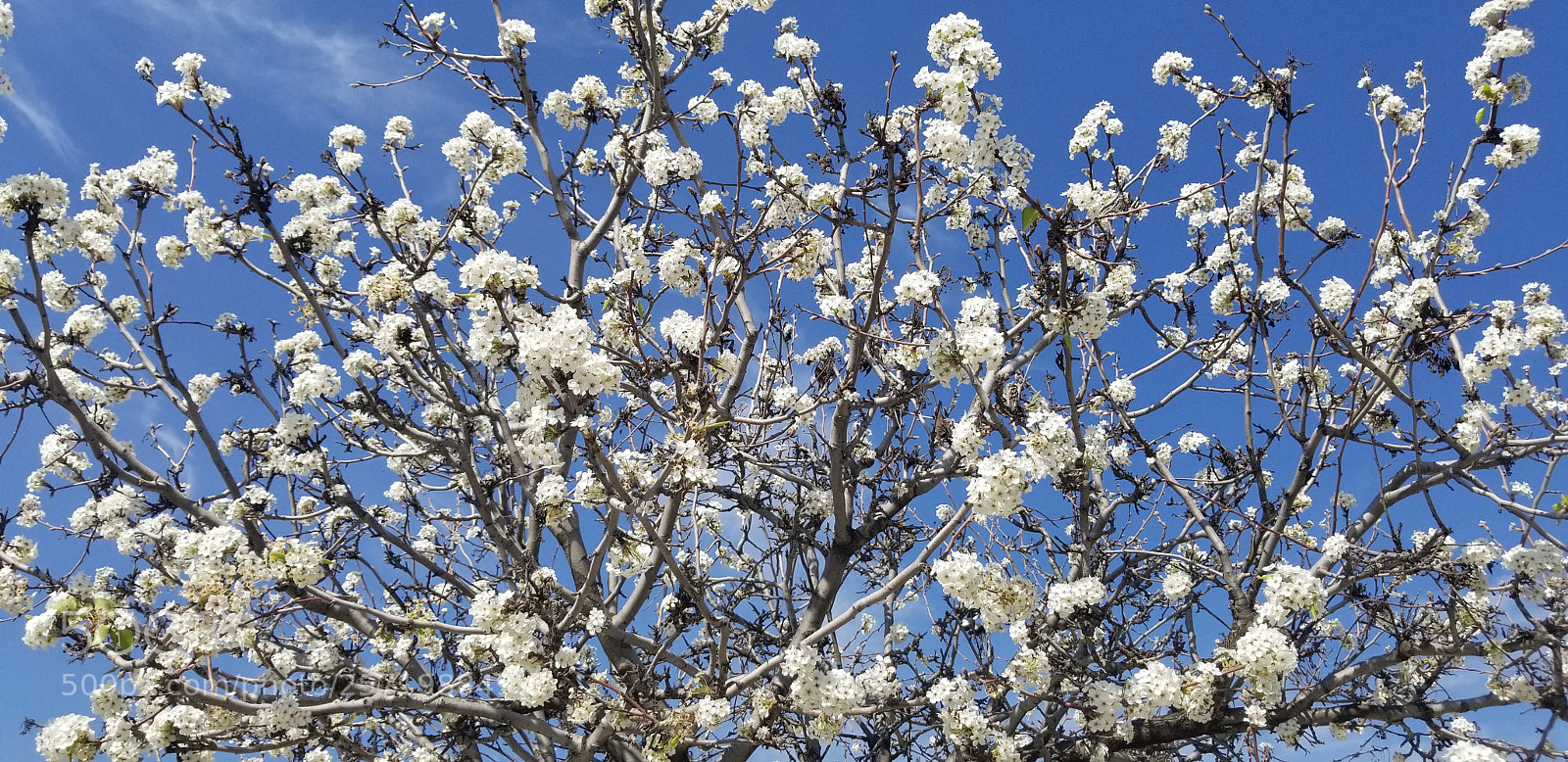 Samsung Galaxy S8+ sample photo. California spring photography