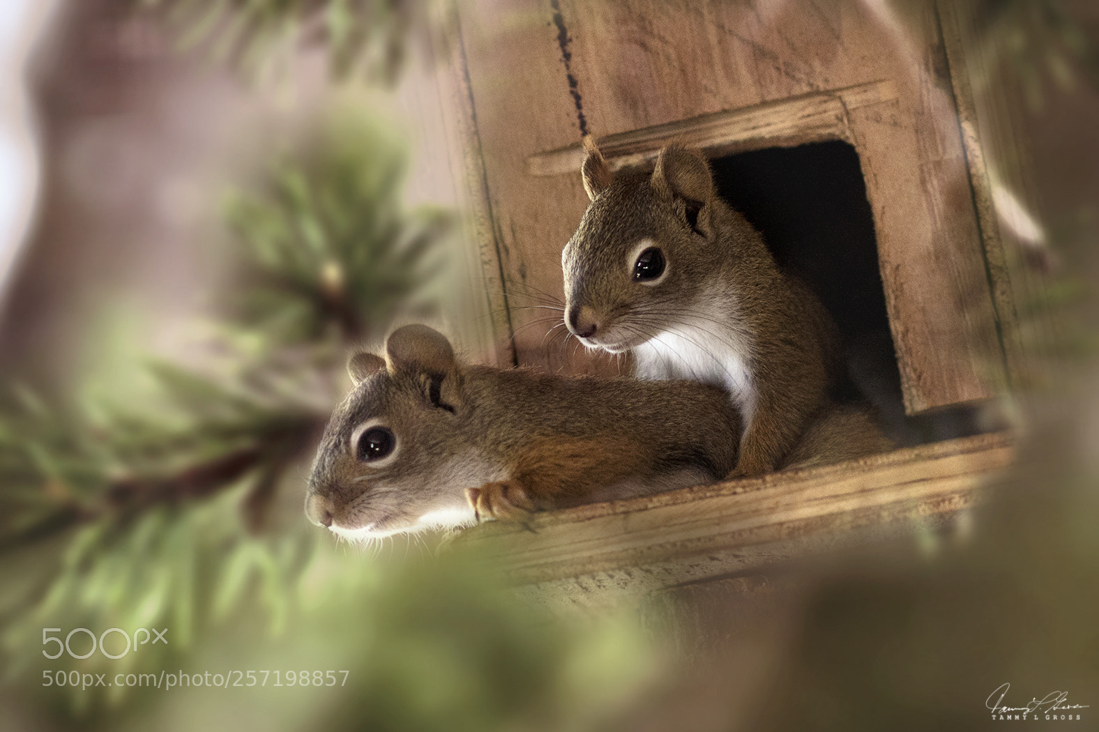 Canon EOS 7D sample photo. Young american reds photography