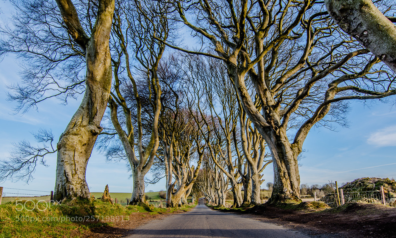Nikon D5200 sample photo. Dark hedges photography