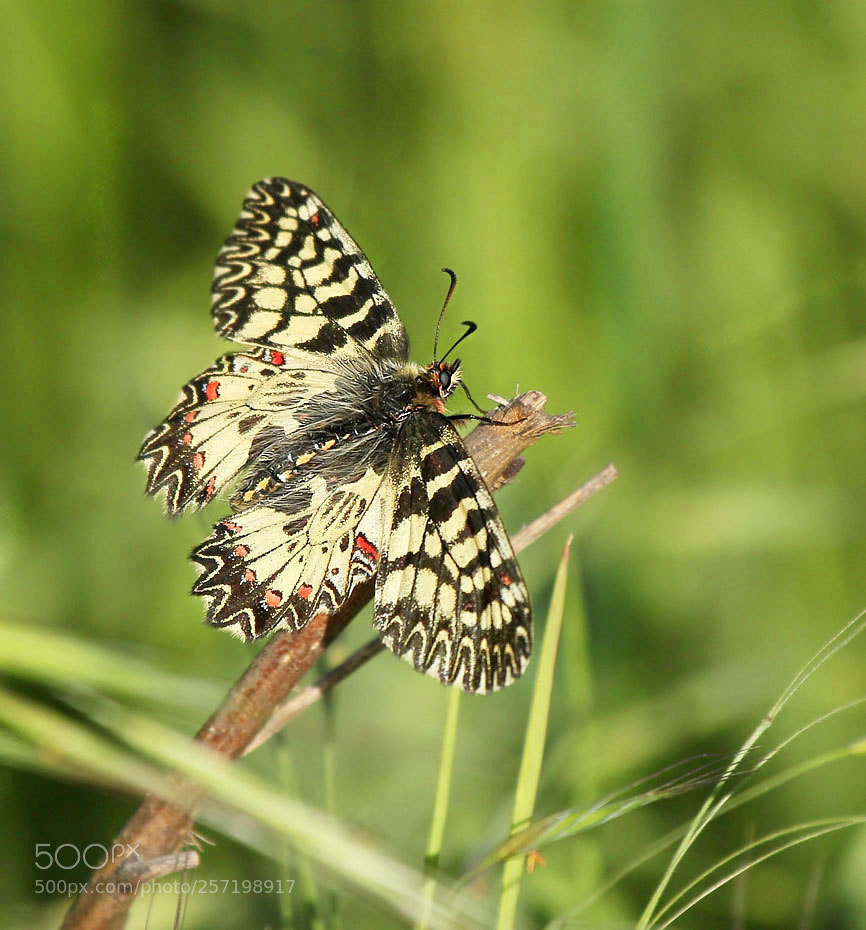 Canon EOS 60D sample photo. Polyxena 2018 photography
