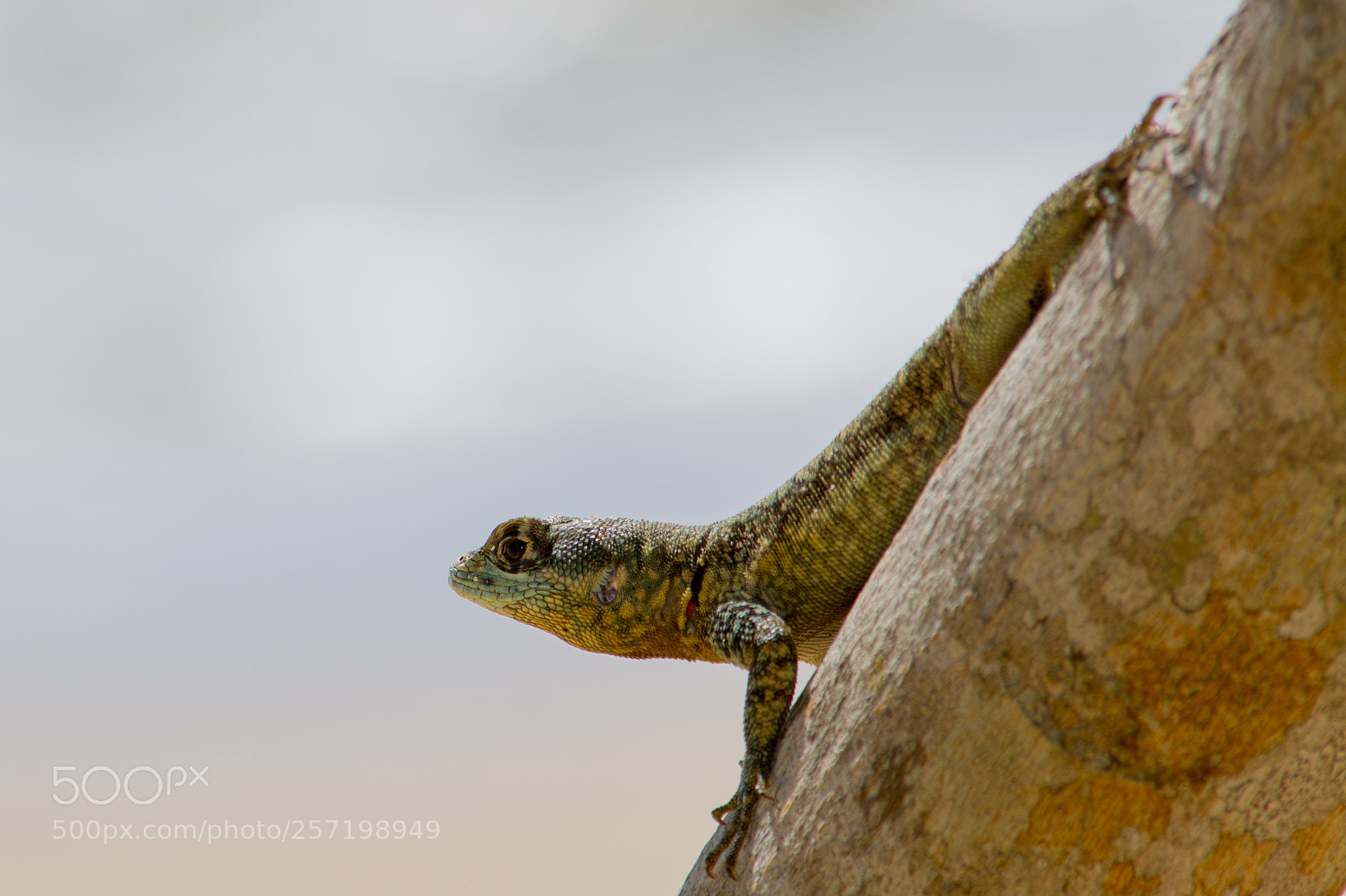 Nikon D7100 sample photo. Amazon lava lizard tropidurus photography