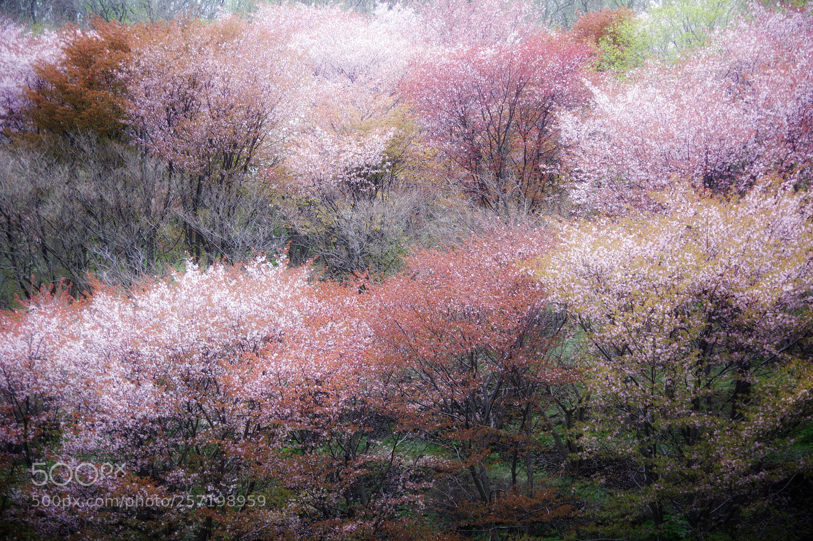 Pentax K-70 sample photo. Spring forest photography