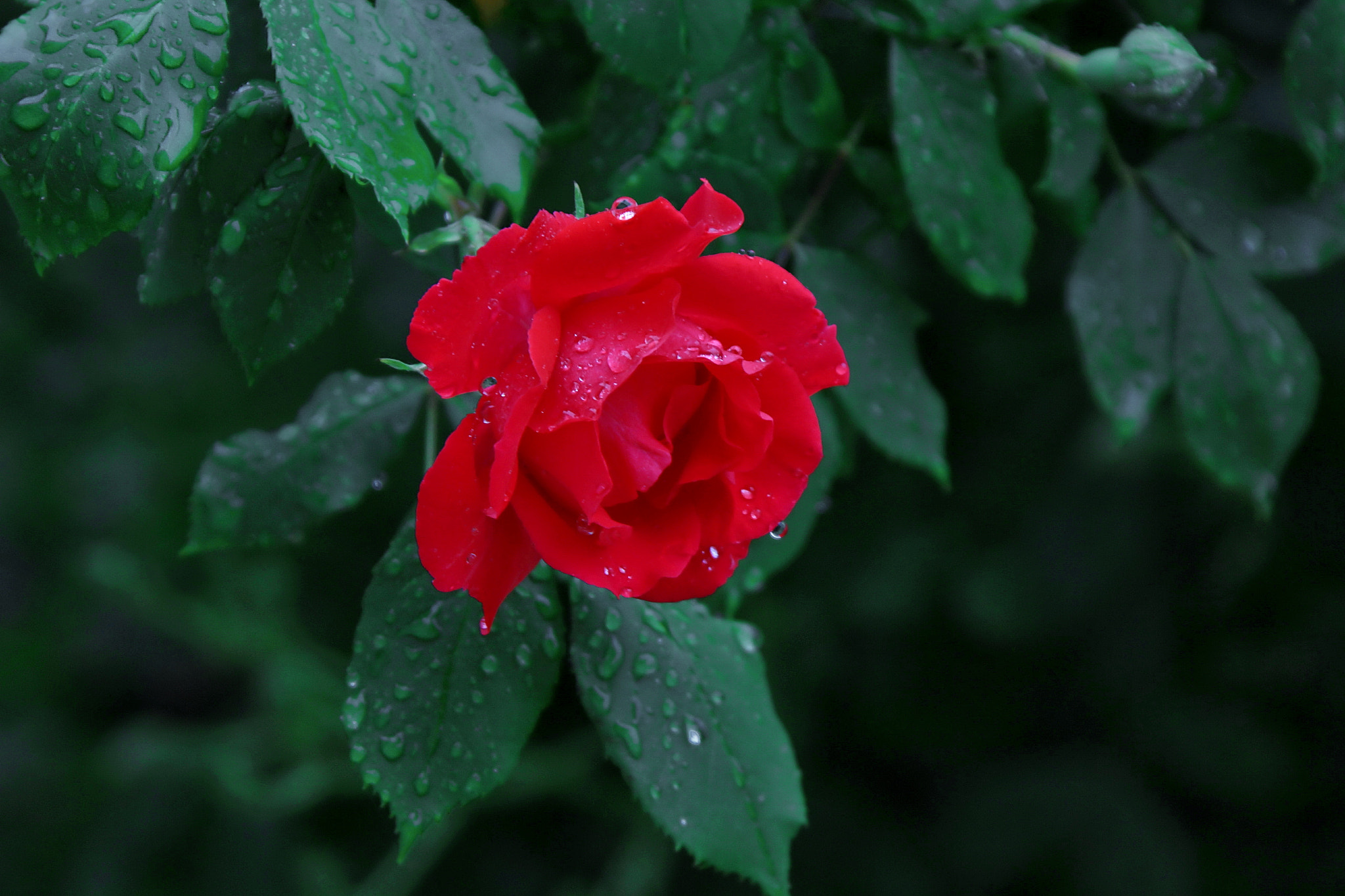 Canon EOS 550D (EOS Rebel T2i / EOS Kiss X4) sample photo. Past rain photography