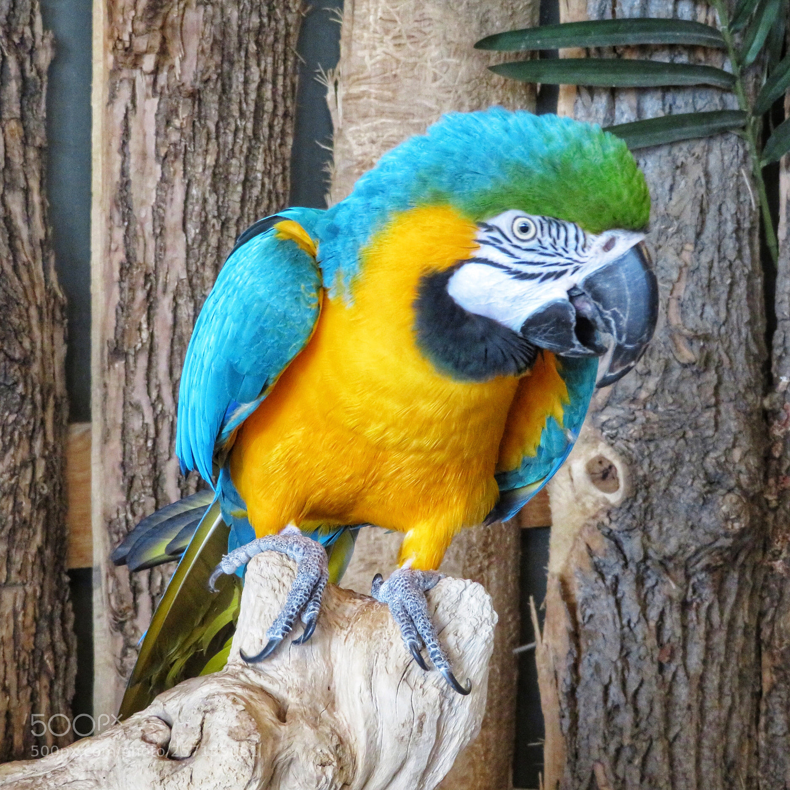 Canon PowerShot SX720 HS sample photo. Blue and gold macaw photography