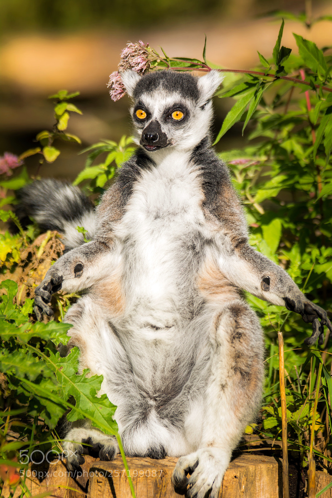 Nikon D7100 sample photo. Katta (lemur) photography