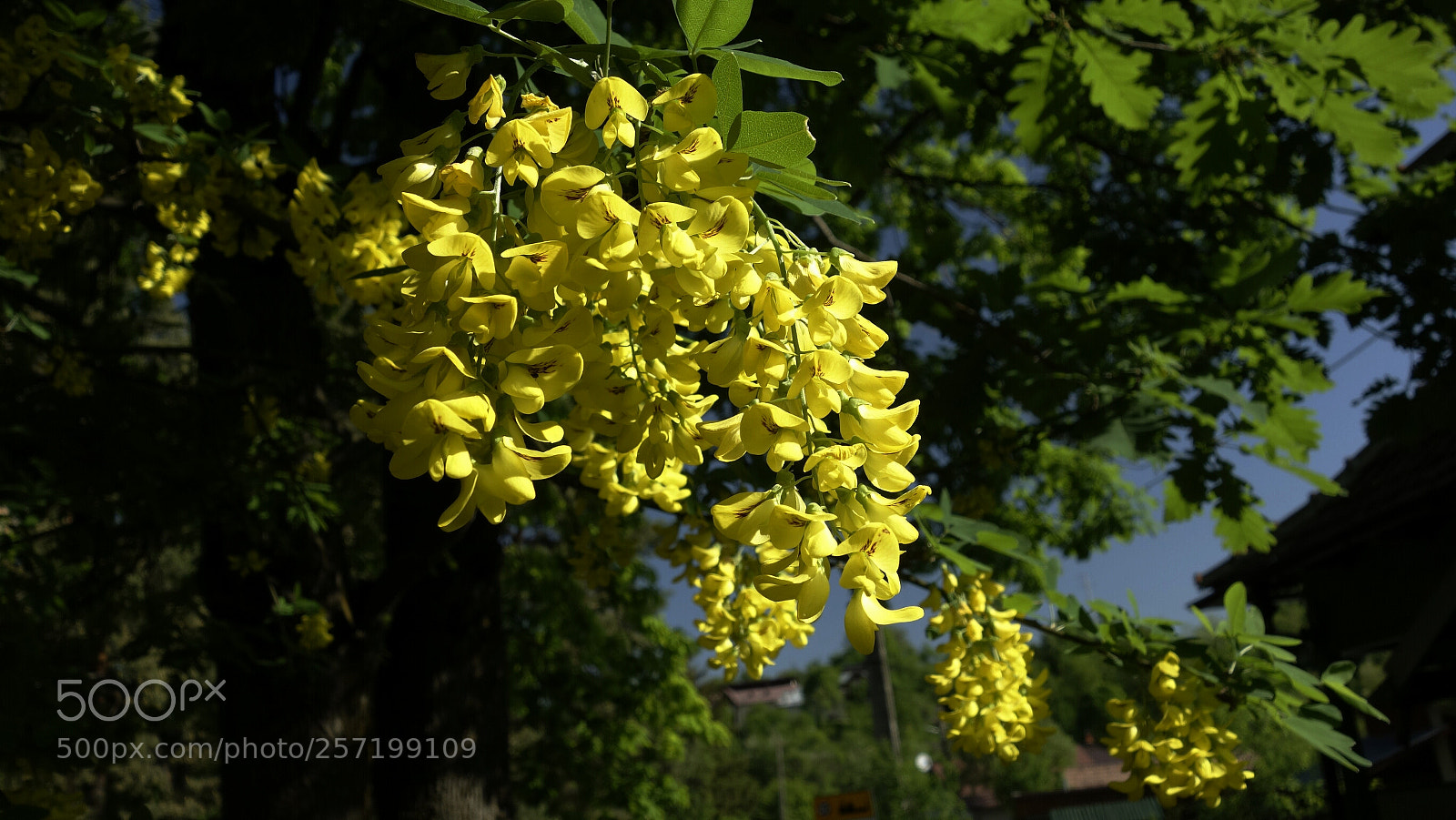 Sony Cyber-shot DSC-RX100 sample photo. Laburnum anagyroides 2 photography