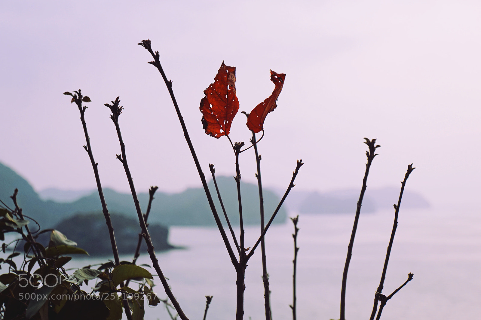 Sony Alpha a5000 (ILCE 5000) sample photo. Cat ba island in photography