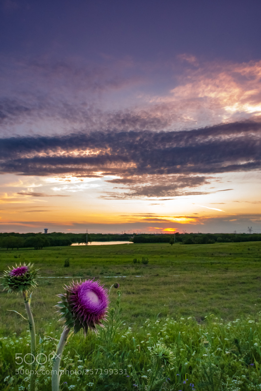 Nikon D750 sample photo. Purple thistle sunset photography