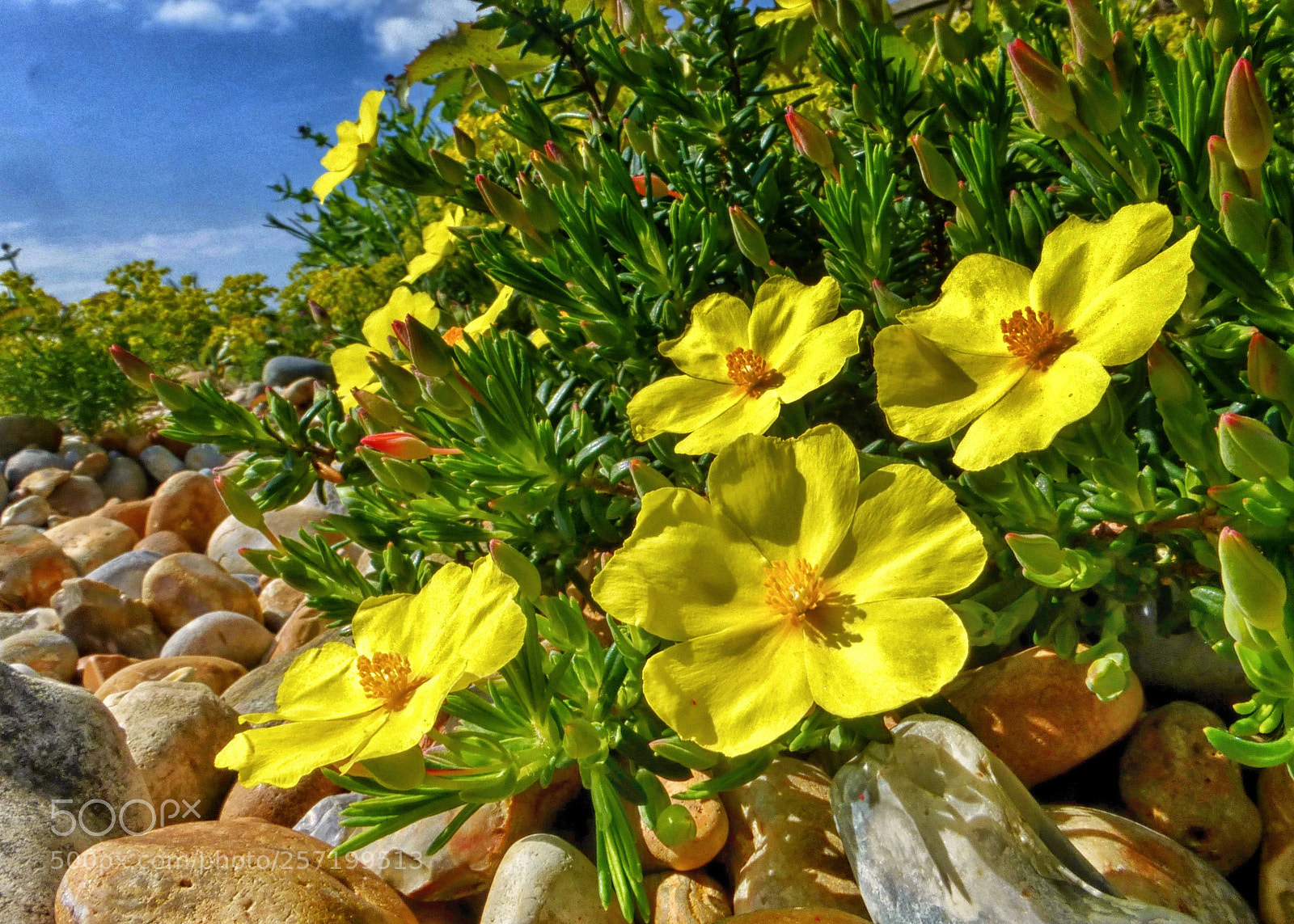 Panasonic Lumix DMC-ZS25 (Lumix DMC-TZ35) sample photo. Rock rose (halimiocistus libanotis) photography