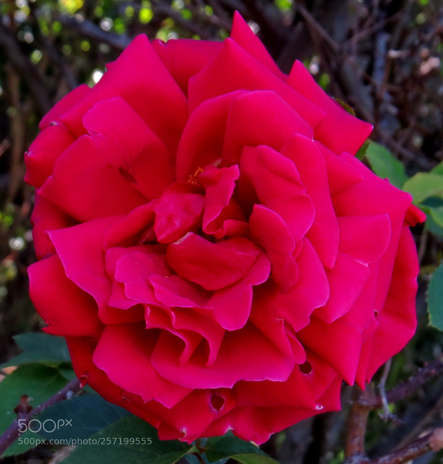 Canon PowerShot SX50 HS sample photo. Red rose photography