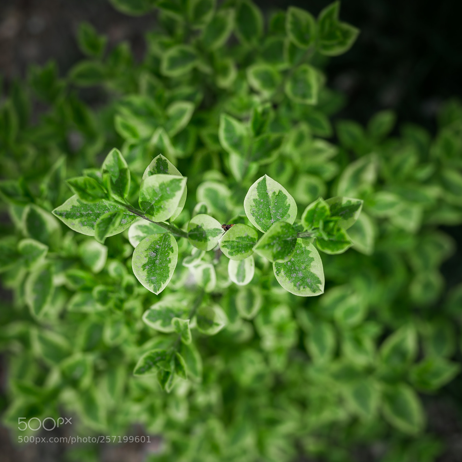 Canon EOS 6D sample photo. Leaves photography