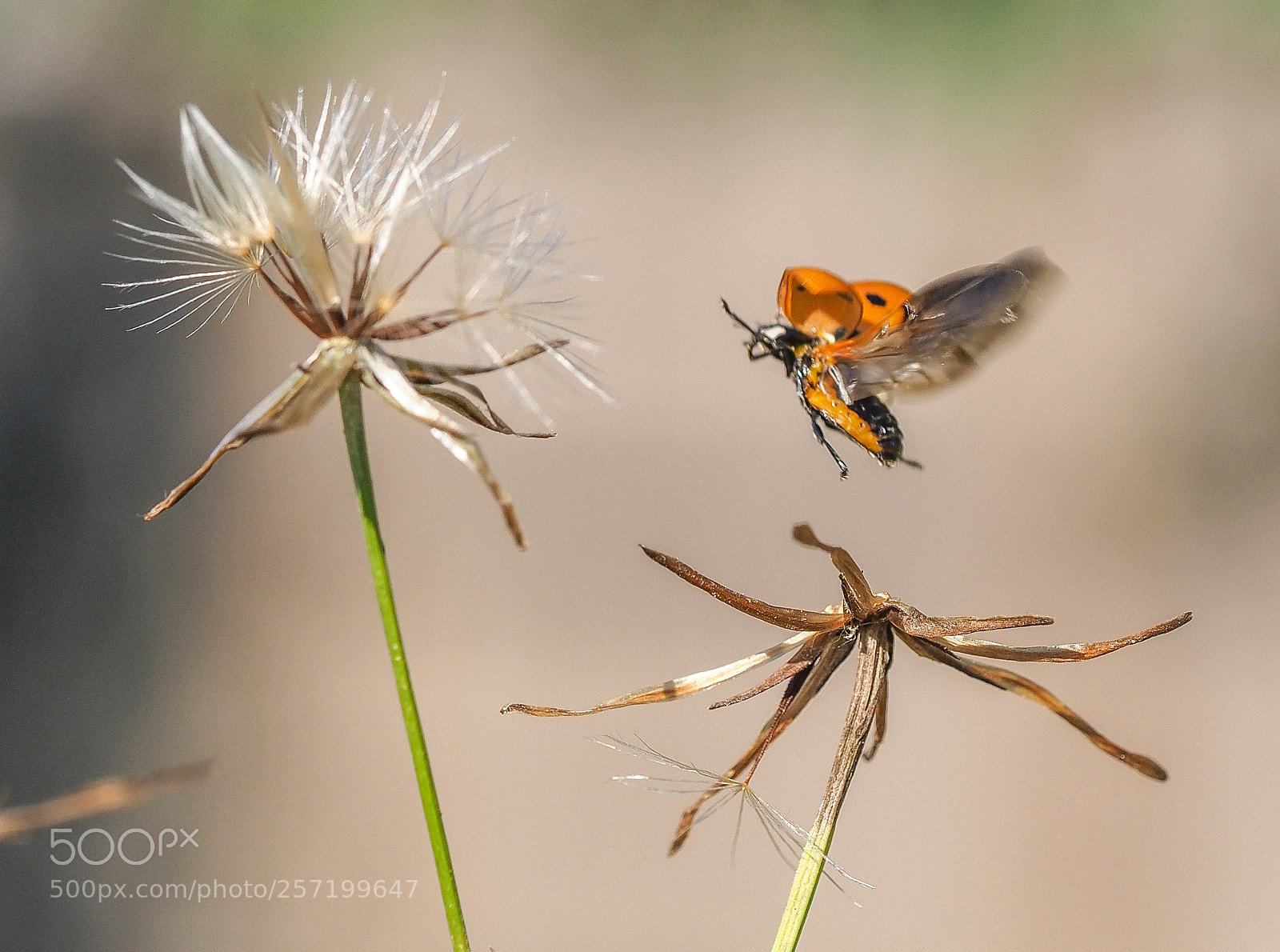 Olympus OM-D E-M1 Mark II sample photo. Ladybug photography