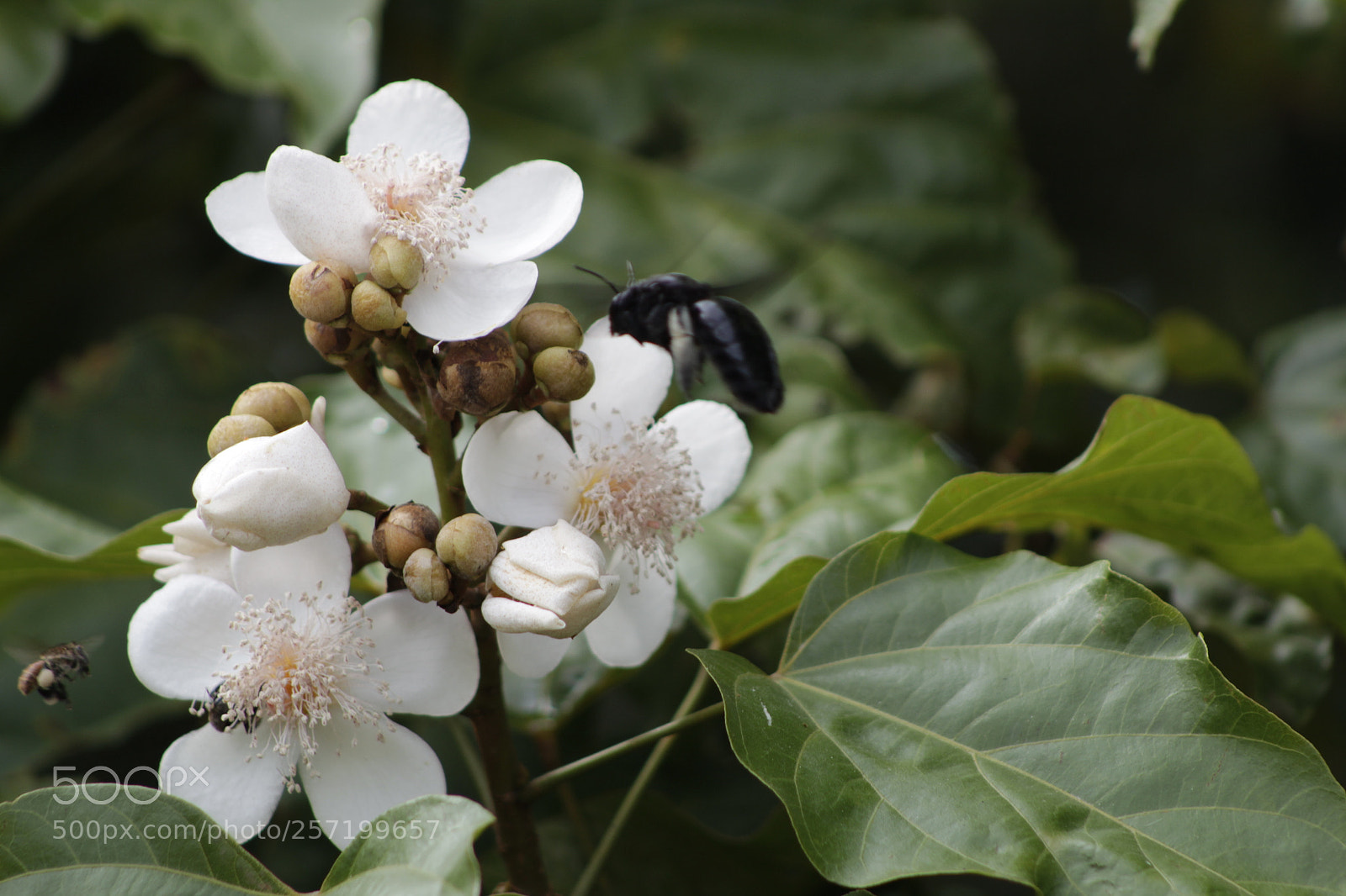 Canon EF 75-300mm f/4-5.6 sample photo. Untitled photography