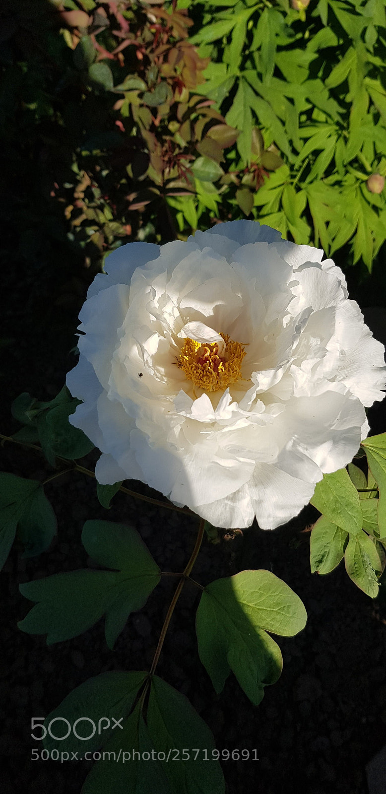 Samsung Galaxy S8 sample photo. Untitled photography
