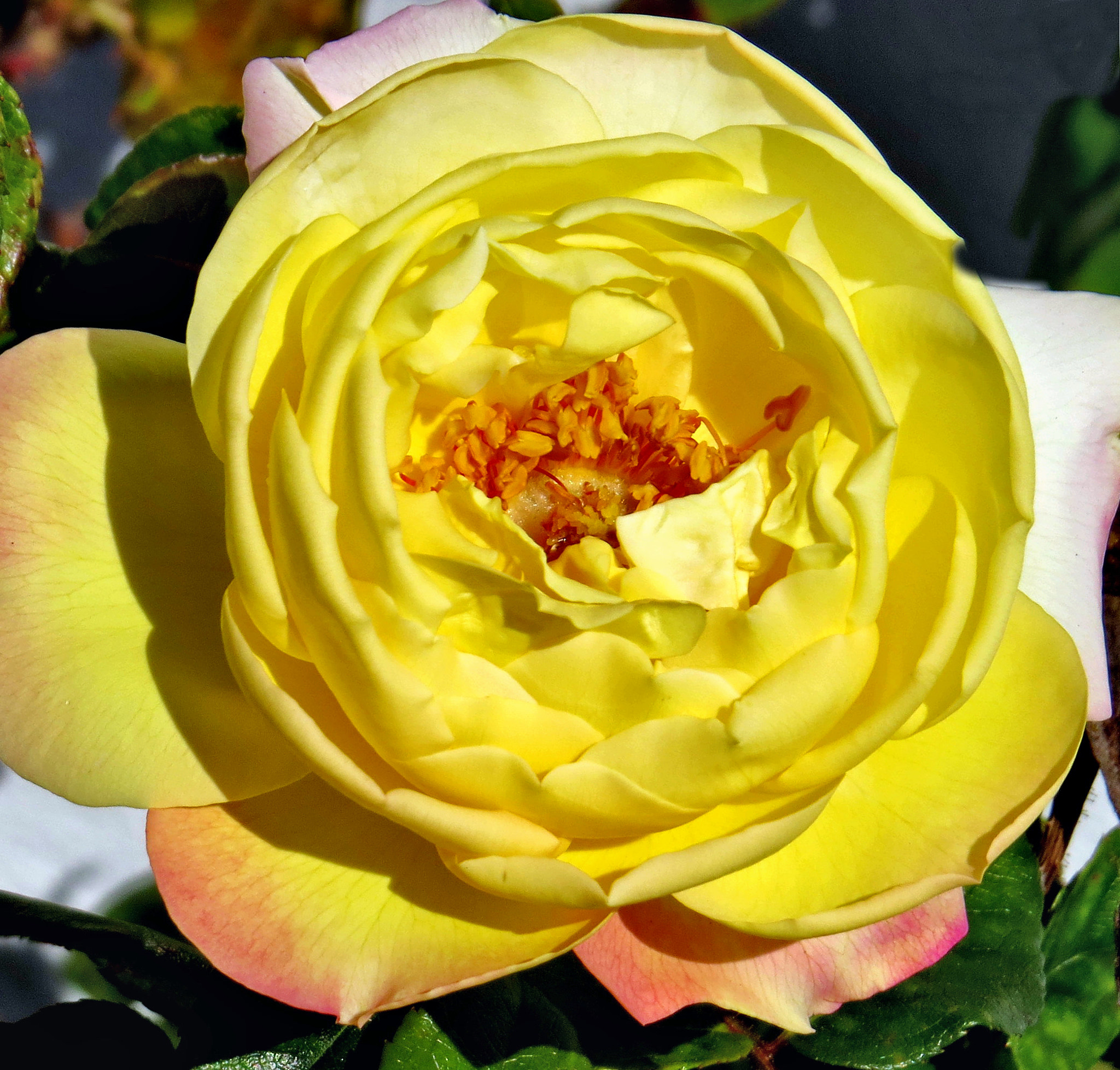 Canon PowerShot SX50 HS + 4.3 - 215.0 mm sample photo. Yellow and pink rose photography