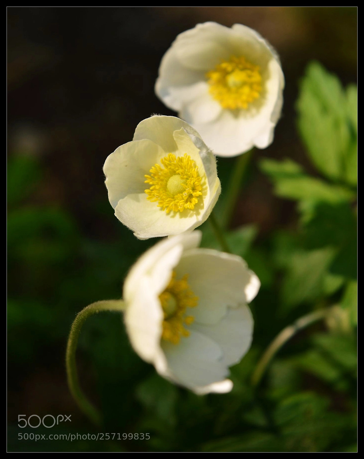 Nikon D3200 sample photo. White and yellow photography