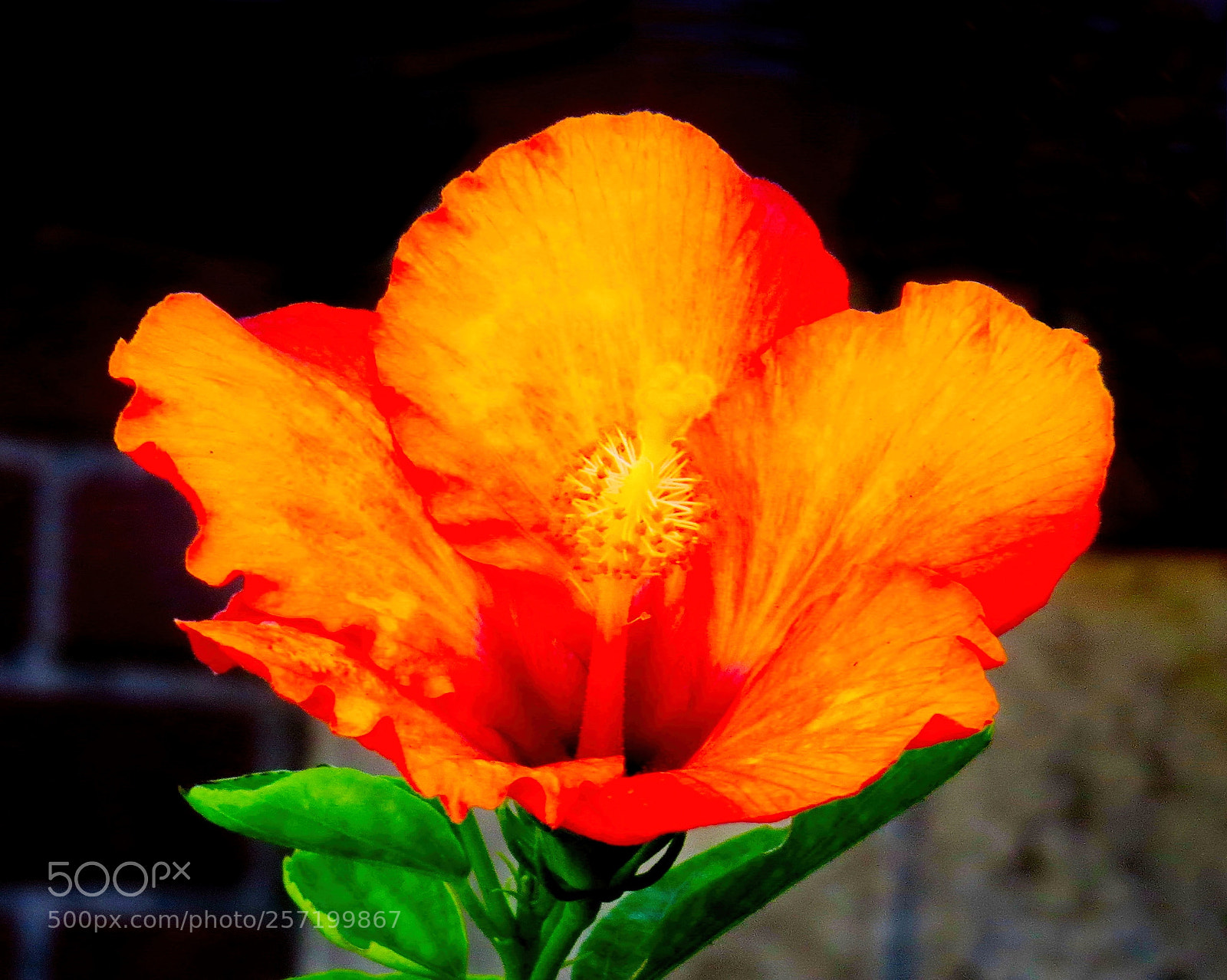 Canon PowerShot SX50 HS sample photo. Gold hibiscus flower photography