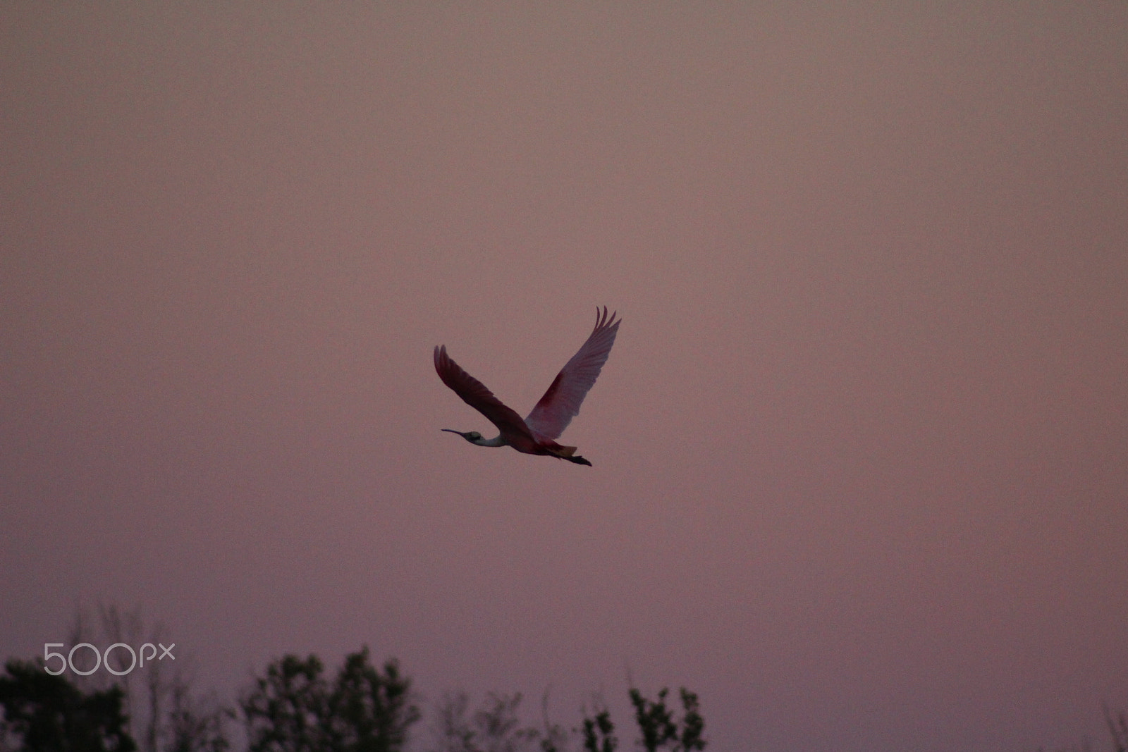Canon EOS 100D (EOS Rebel SL1 / EOS Kiss X7) + Canon EF 75-300mm f/4-5.6 sample photo. Roseate spoonbill photography
