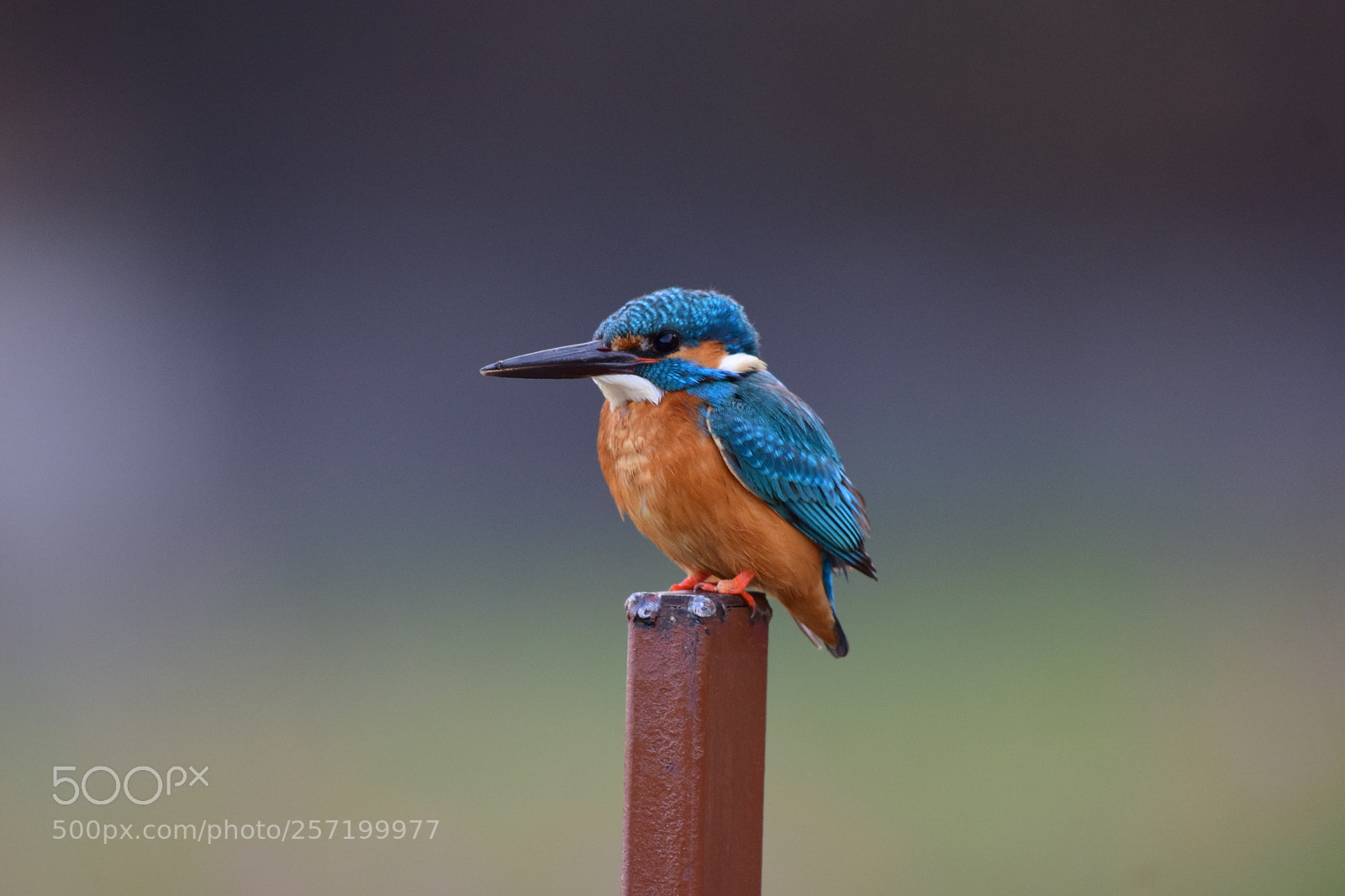 Nikon D5300 sample photo. Common kingfisher photography