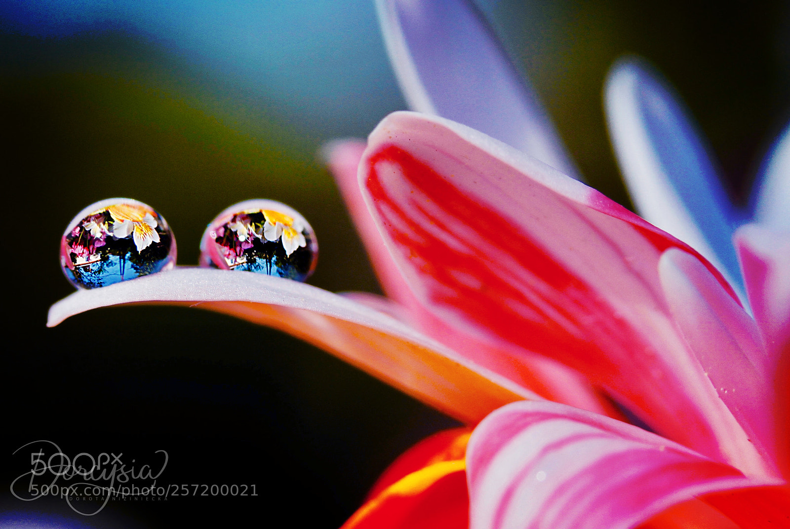 Canon EOS 7D sample photo. Almost a friendship photography