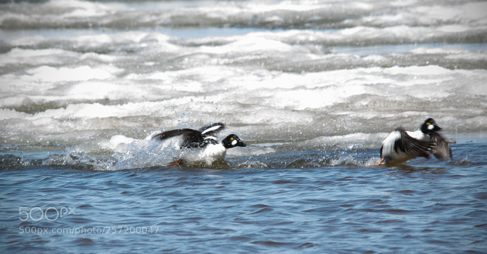 Pentax K-3 II sample photo. Mating chase photography