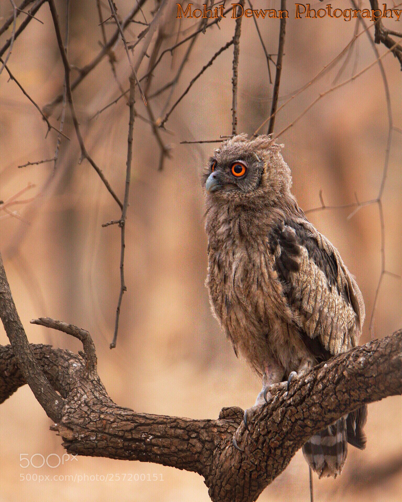 Canon EOS 550D (EOS Rebel T2i / EOS Kiss X4) sample photo. Dusky eagle owl  photography