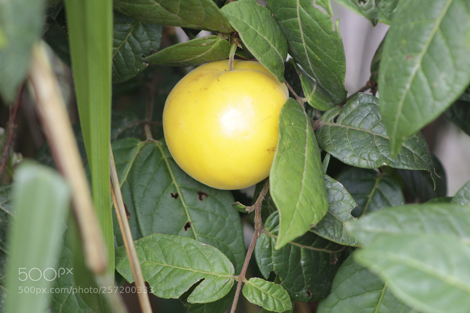 Canon EF 75-300mm f/4-5.6 sample photo. Untitled photography
