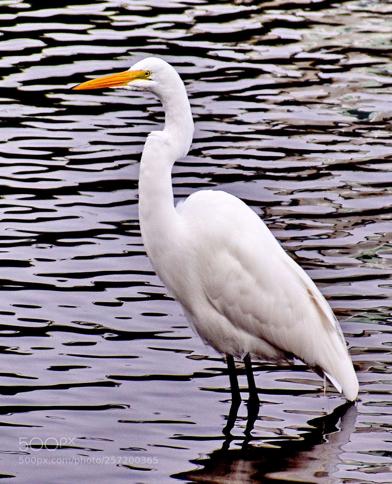 Nikon D7200 sample photo. White egret standing in photography