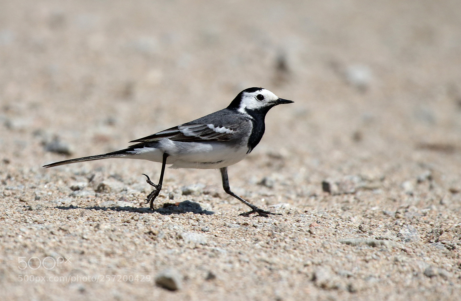 Canon EOS 80D sample photo. White wagtail photography