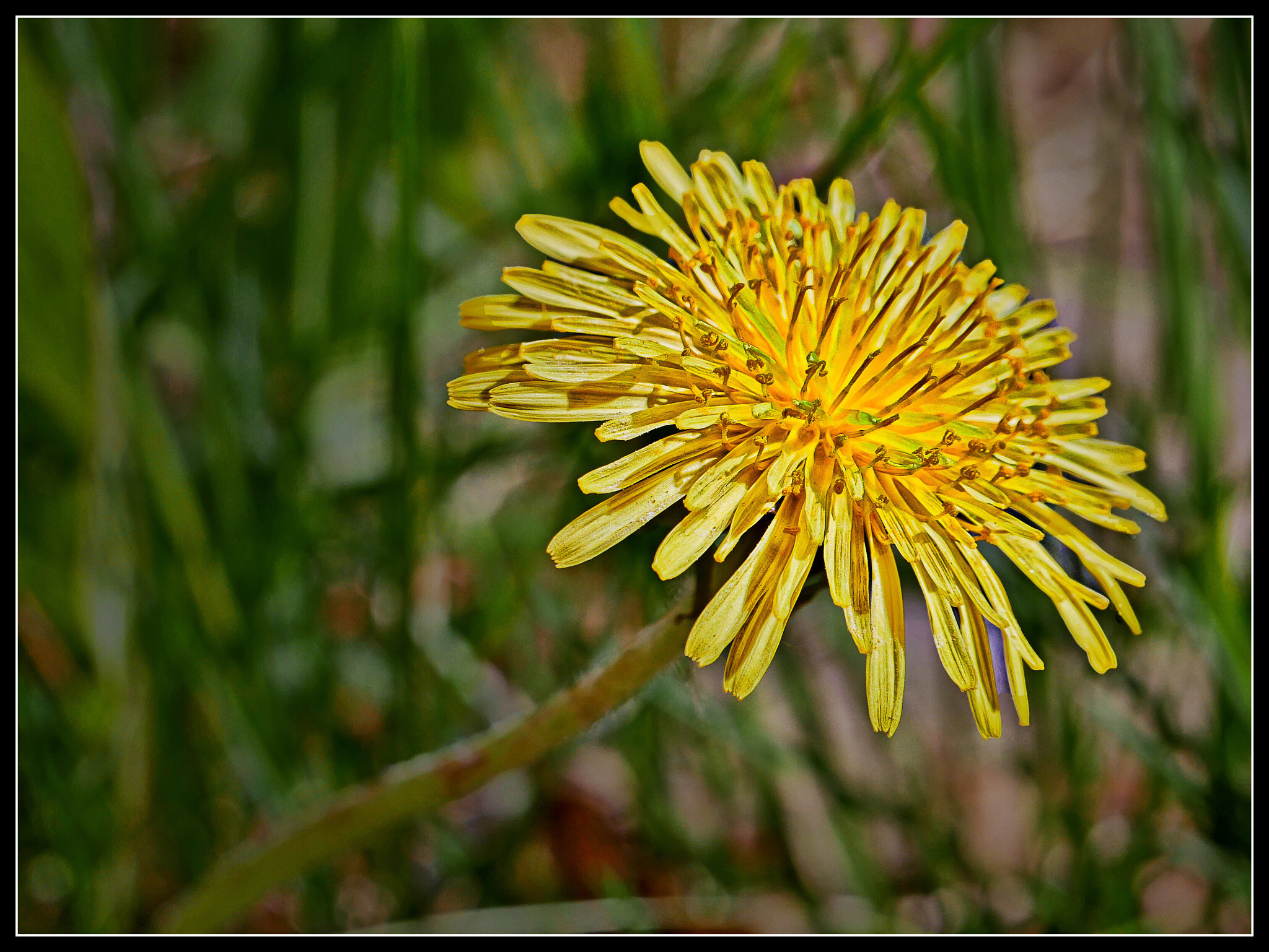 Panasonic Lumix DMC-G85 (Lumix DMC-G80) sample photo. The lowly dandelion  photography