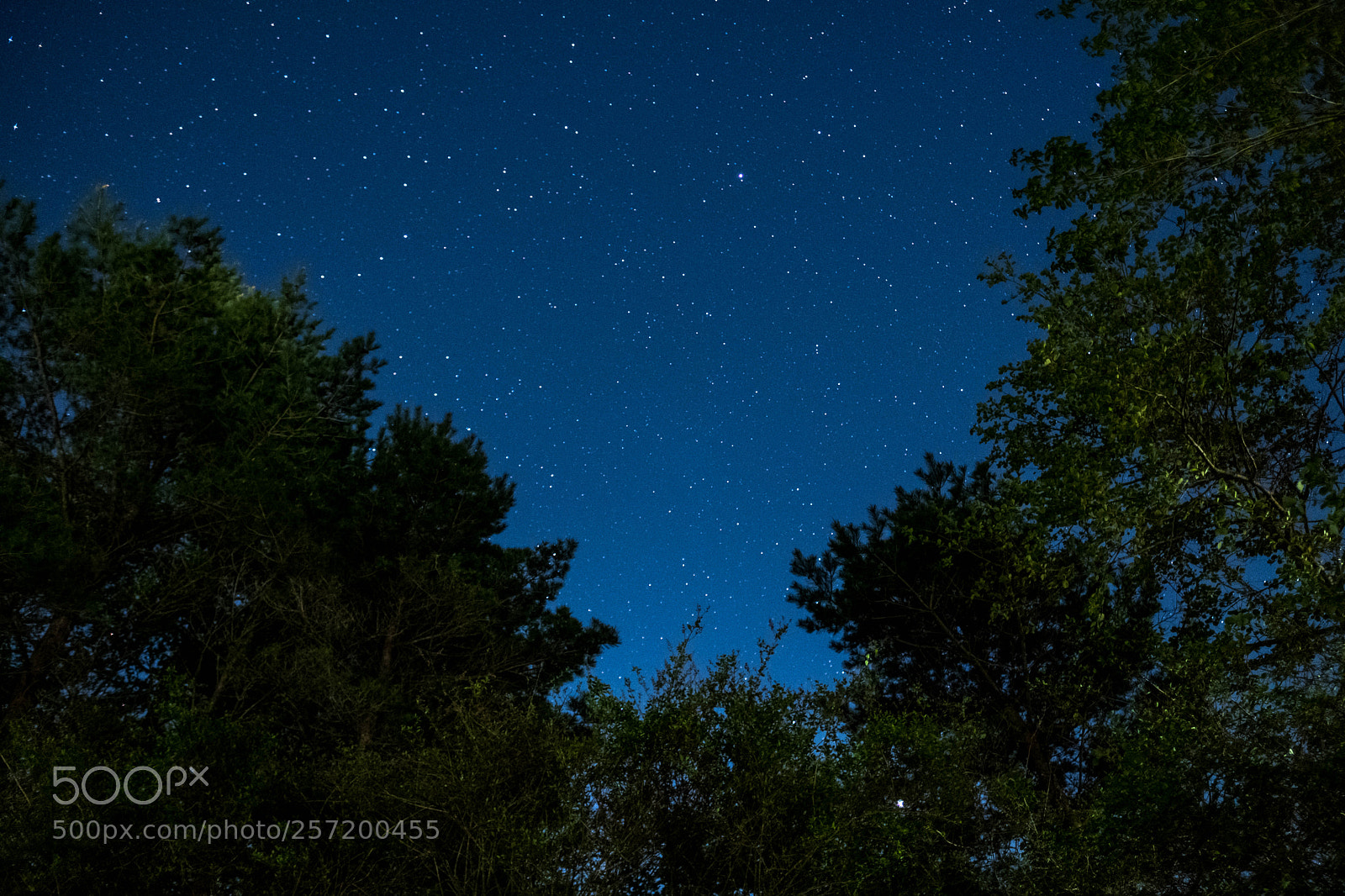 Fujifilm X-T2 sample photo. Star above forest photography