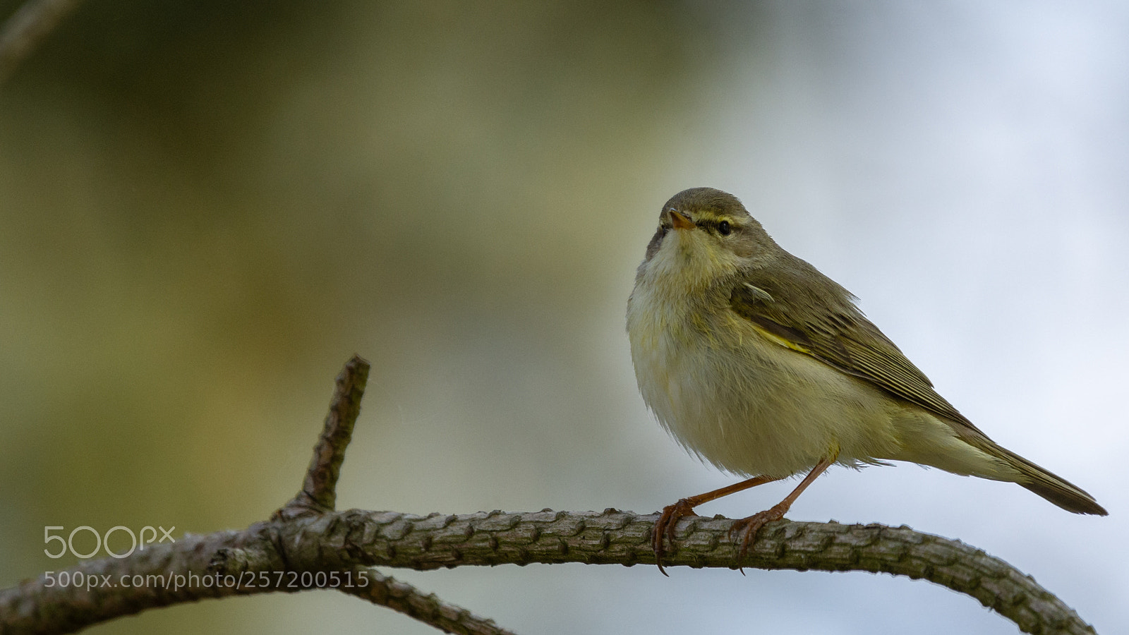Nikon D7200 sample photo. Willow warbler photography
