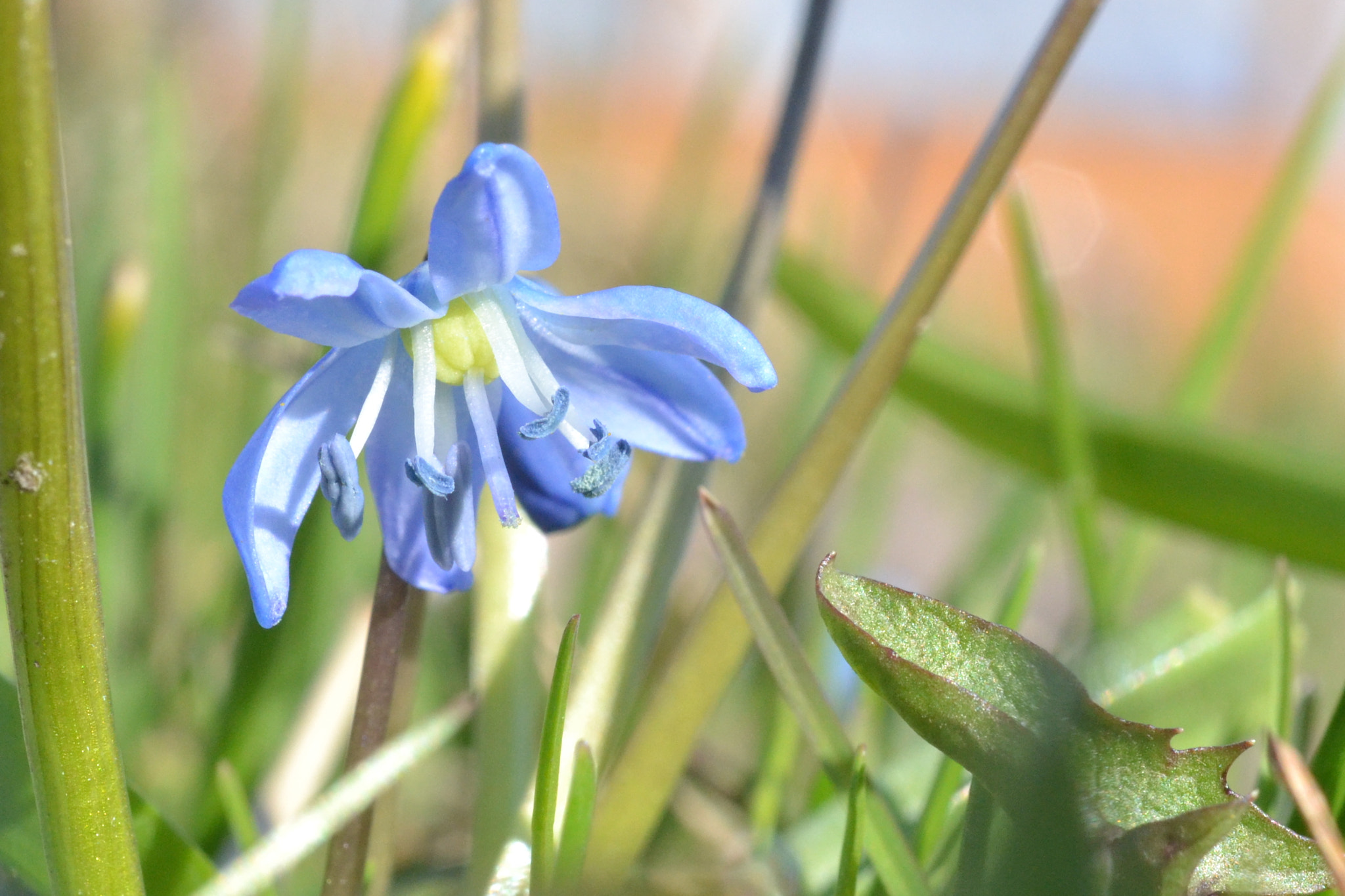 Nikon D3100 + Sigma 50mm F2.8 EX DG Macro sample photo. Blue spot: the first spring fowers photography