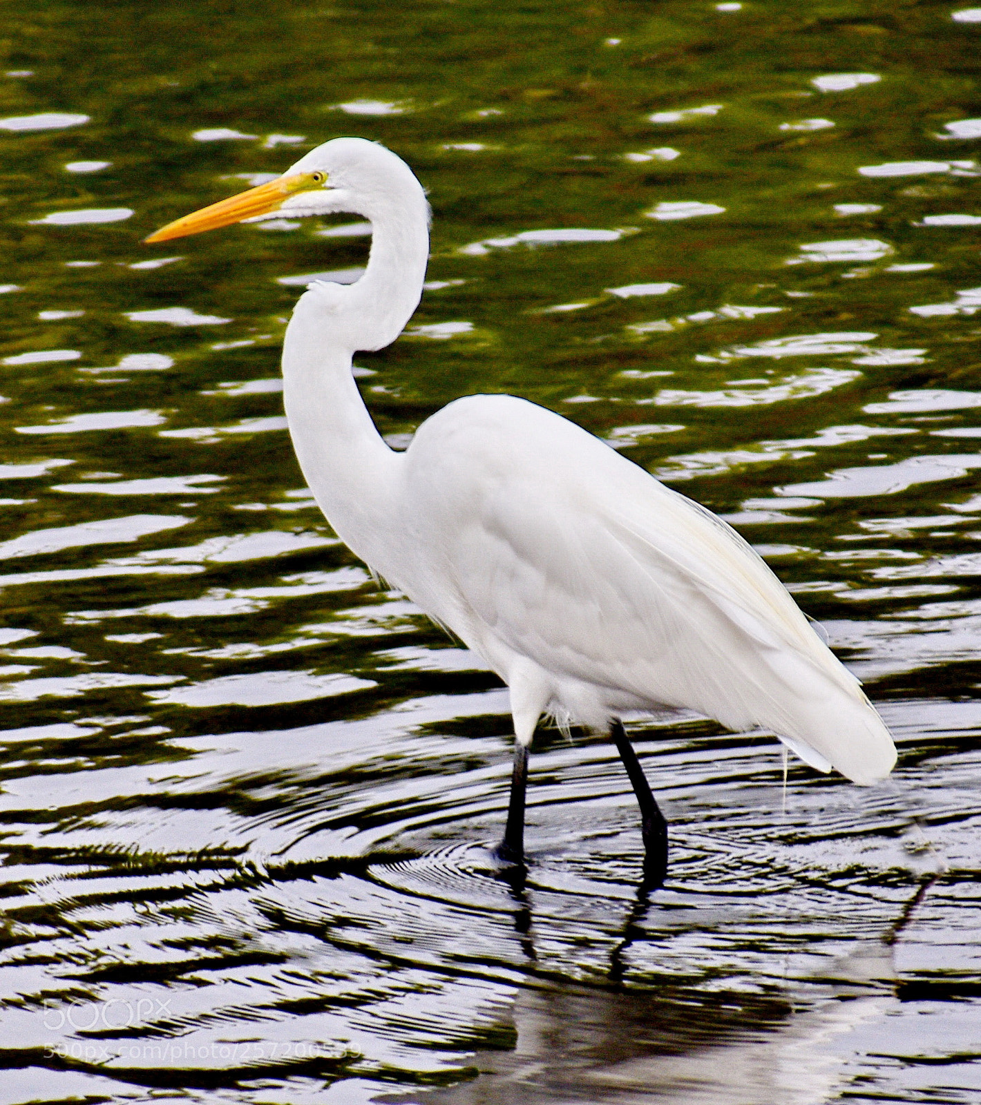 Nikon D7200 sample photo. White egret standing in photography