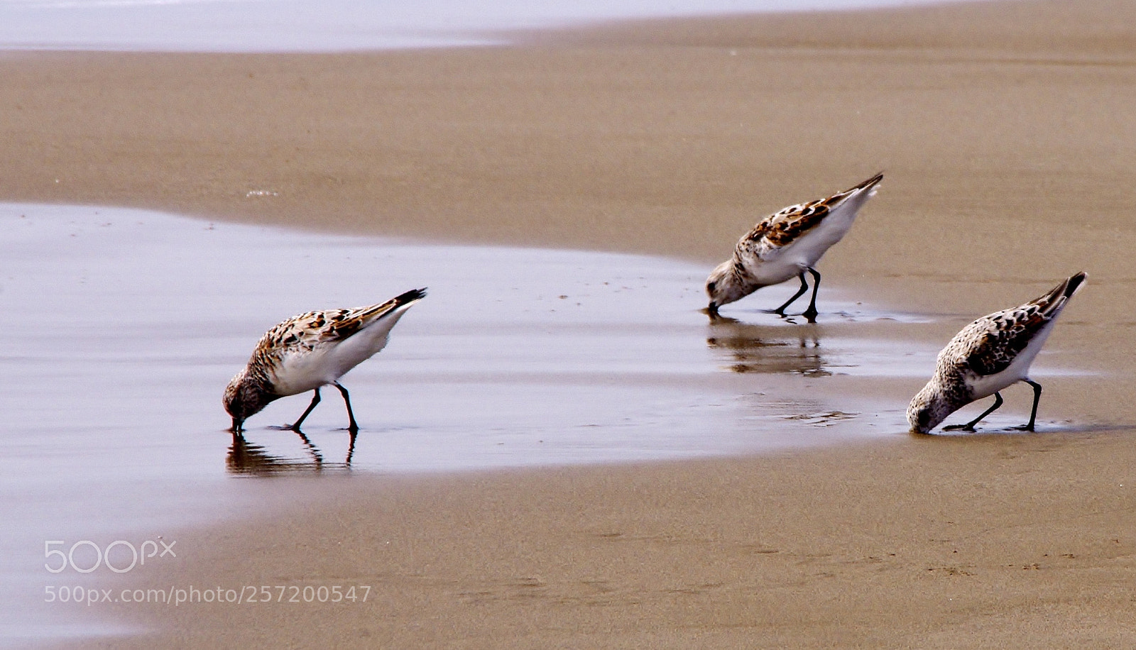Pentax K-5 sample photo. Delta ebre photography
