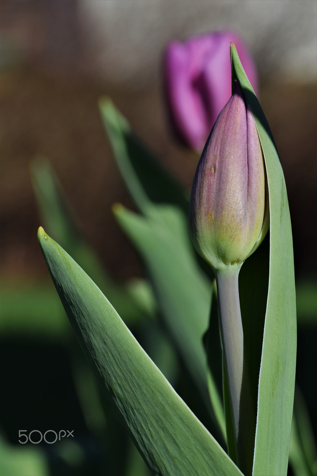 Nikon D3300 sample photo. Tulip photography