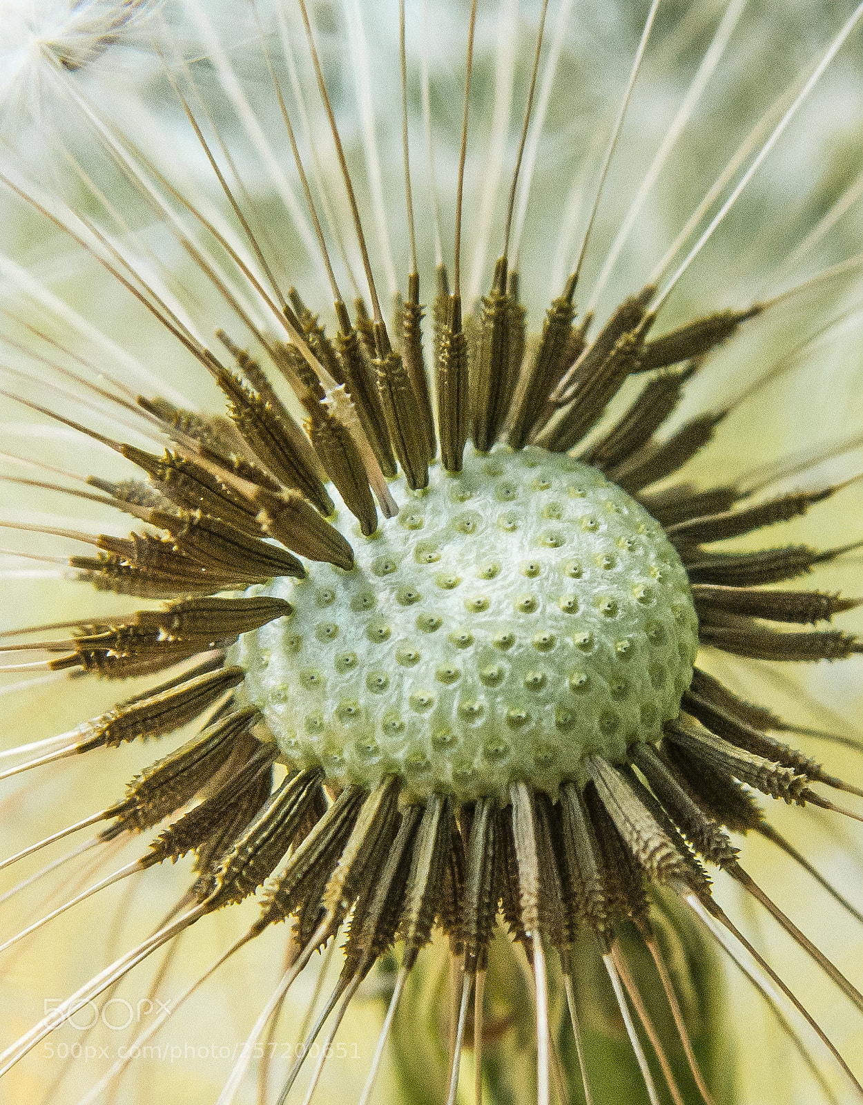 Nikon D7200 sample photo. Pusteblume photography