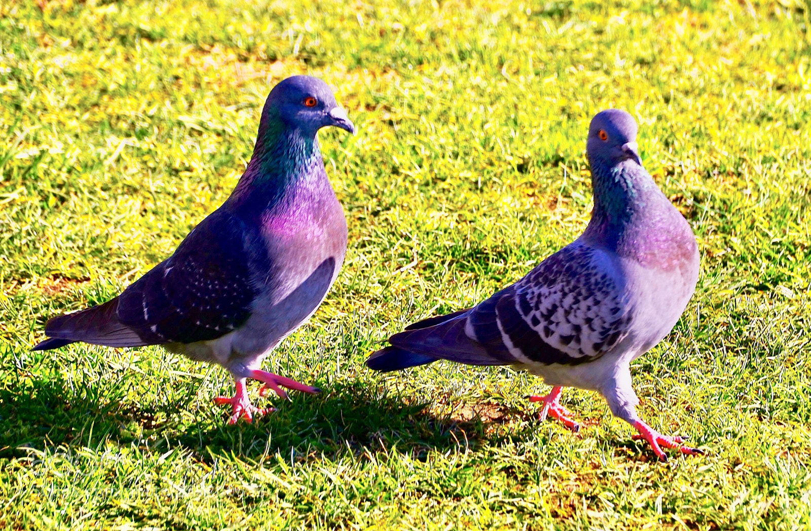 Nikon D7000 sample photo. Come on pegy photography