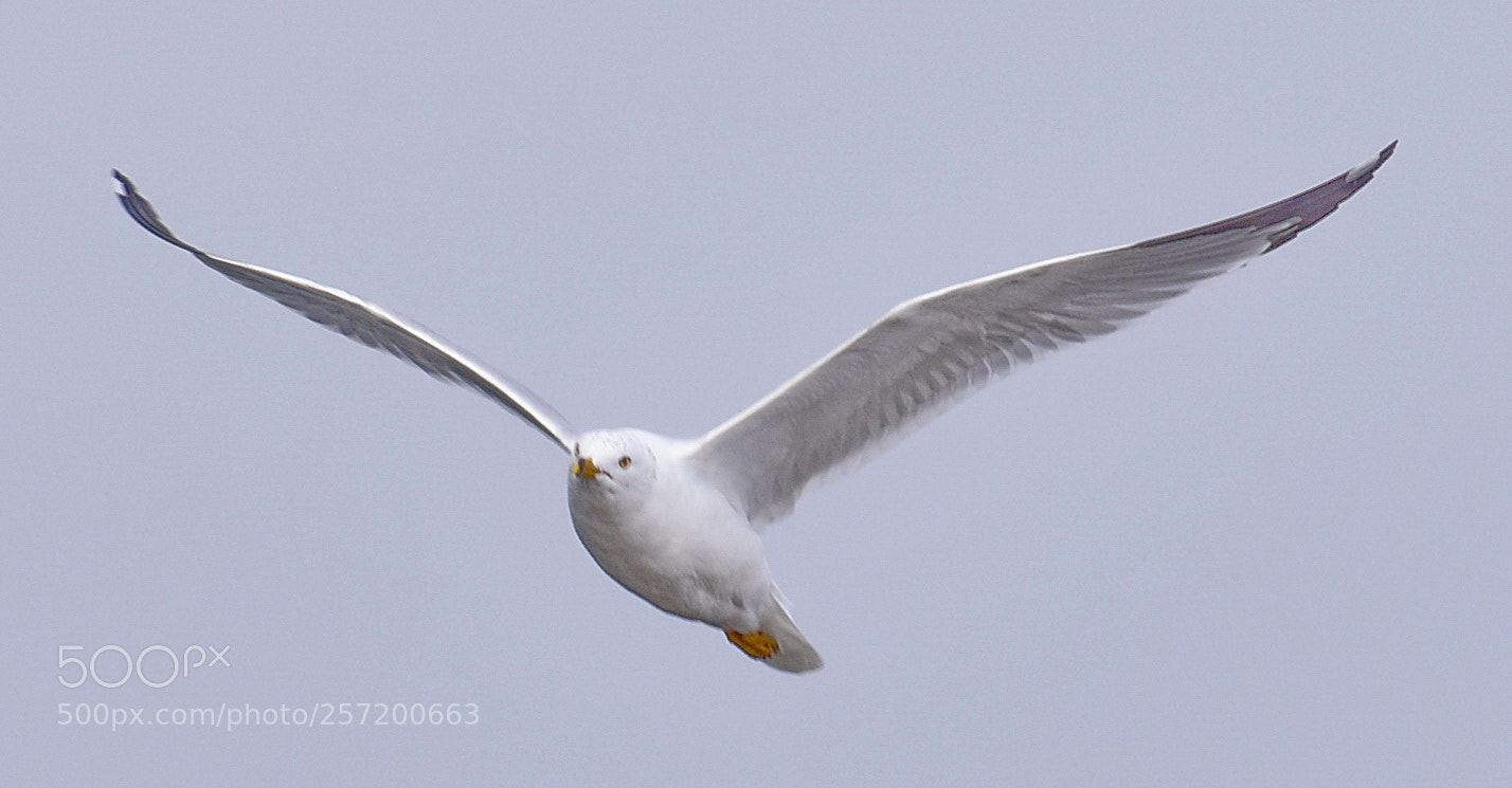 Nikon D7200 sample photo. Seagull flying across marina photography