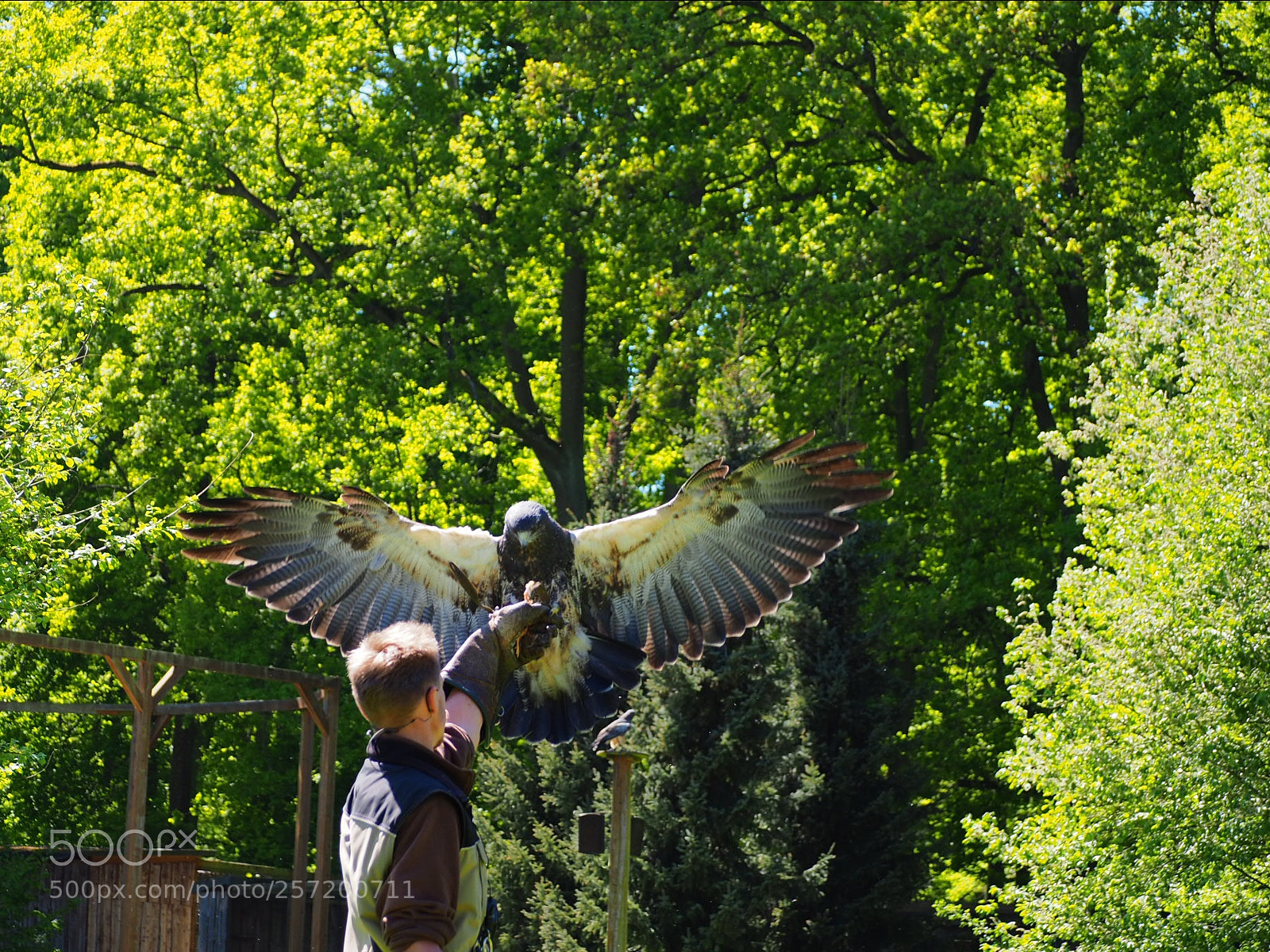 Olympus OM-D E-M10 II sample photo. Die landung des falken photography