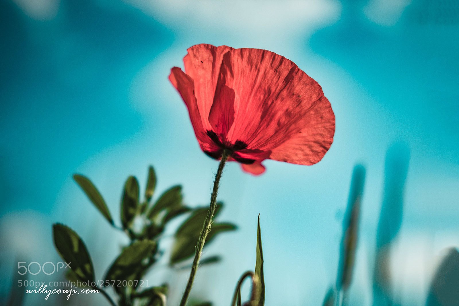 Fujifilm X-T2 sample photo. Red photography