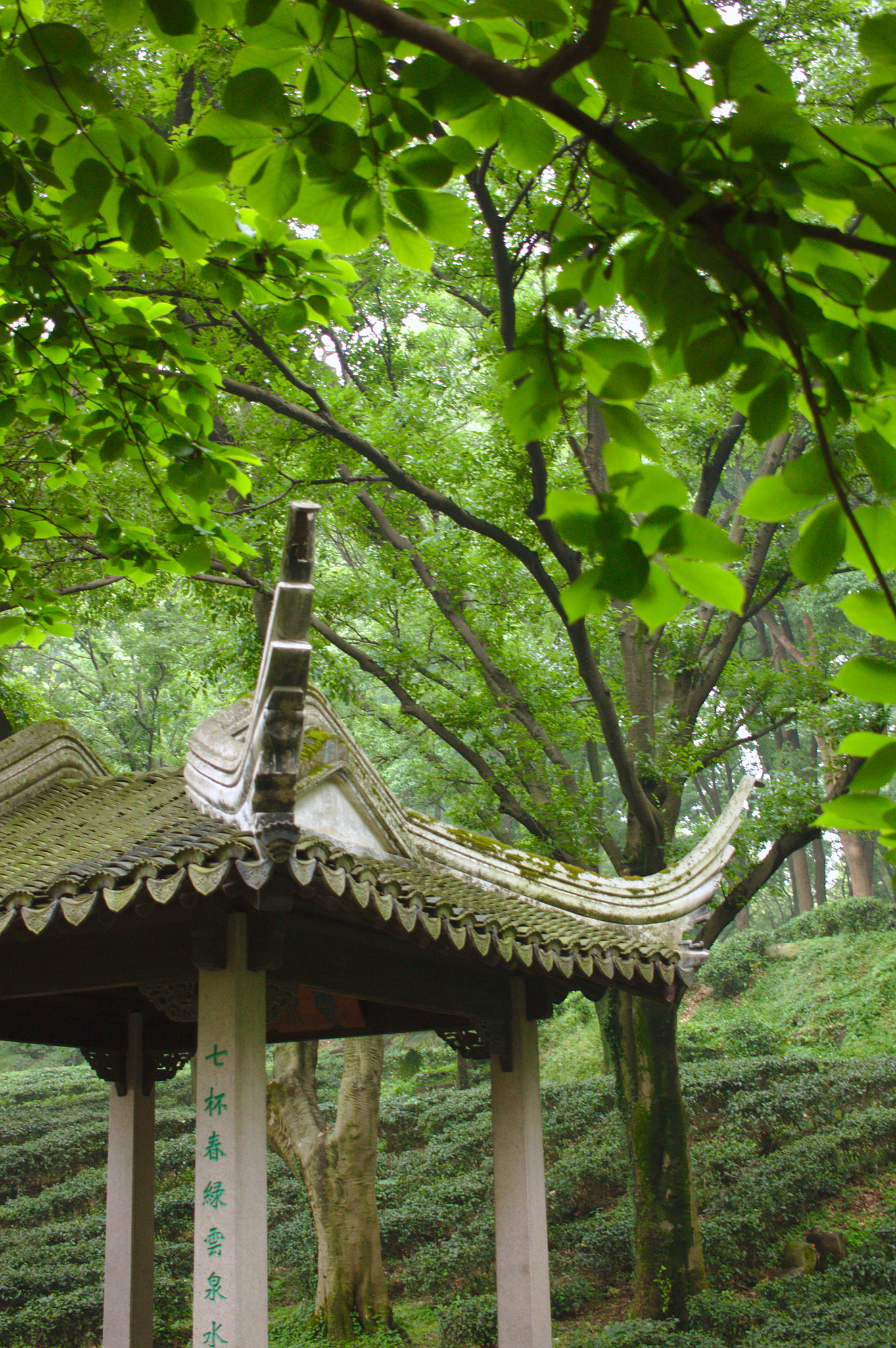 Canon EF-S 24mm F2.8 STM sample photo. Green leaves over the roof photography