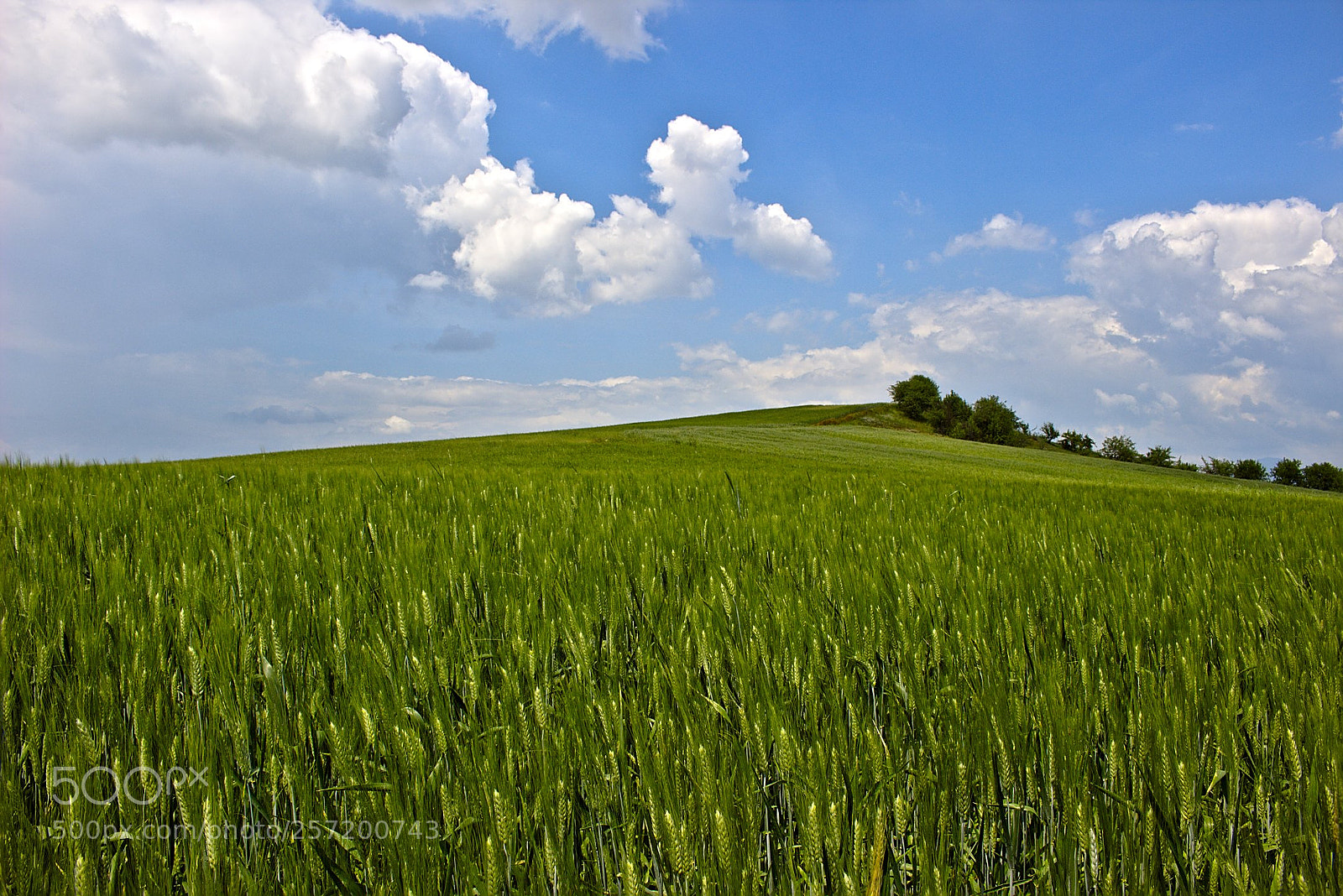 Canon EOS 100D (EOS Rebel SL1 / EOS Kiss X7) sample photo. Field in green photography