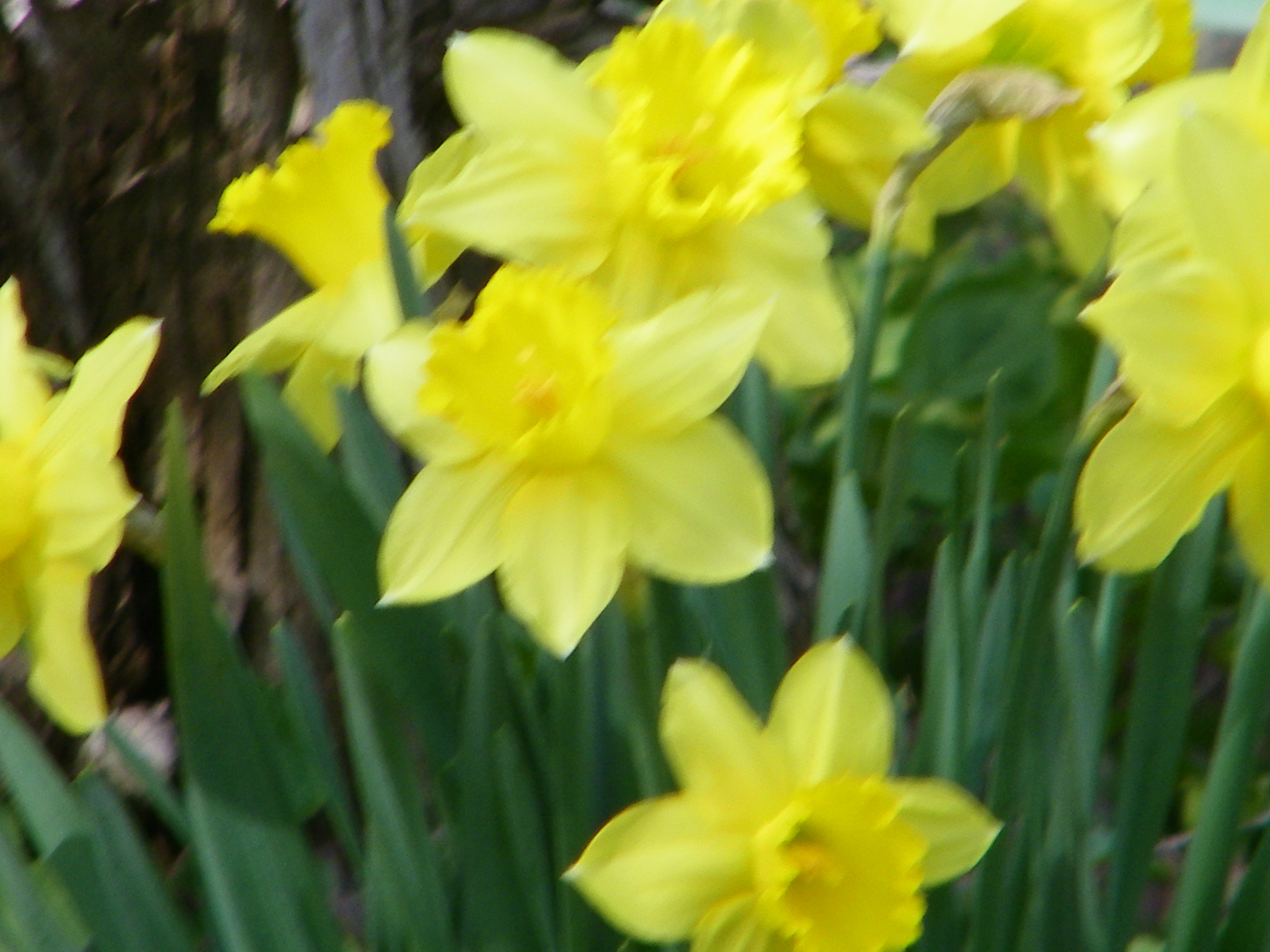 Kodak EASYSHARE Z1015 IS DIGITAL CAMERA sample photo. Spring blooms photography
