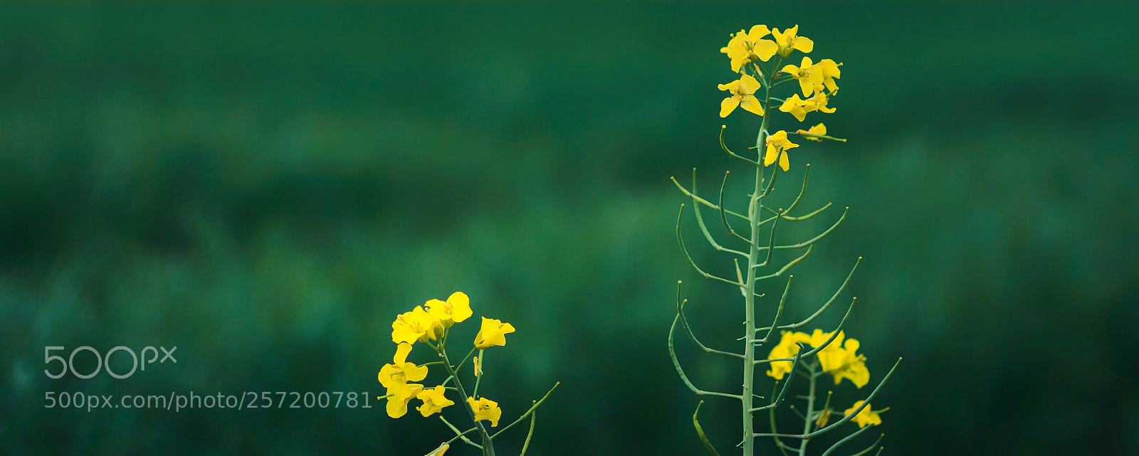 Nikon D5300 sample photo. Canola flower photography